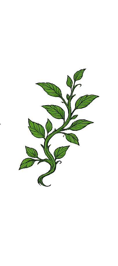 A green plant with multiple leaves growing along a twisting stem.