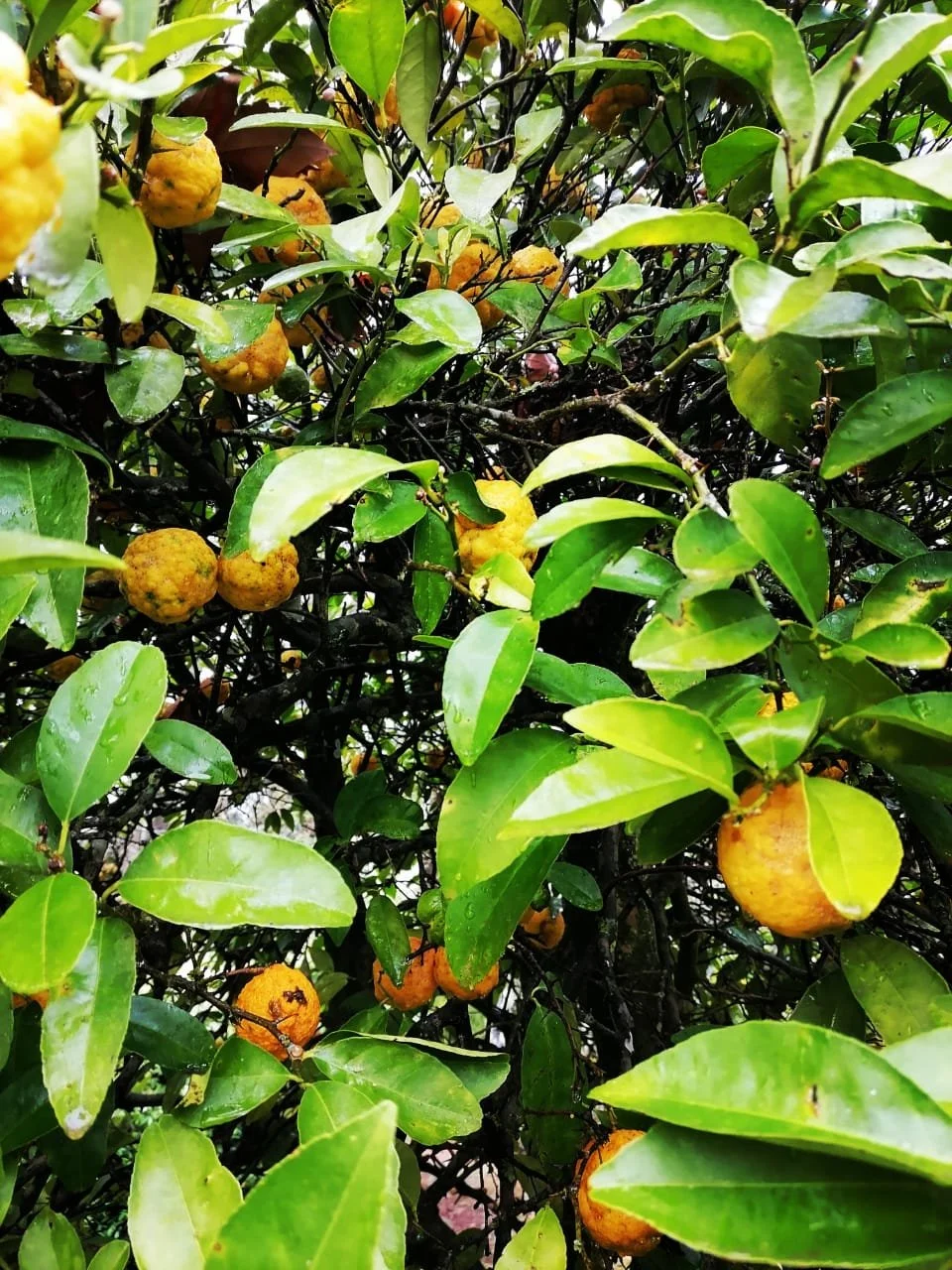 Close-up of a lemon tree with green leaves and lemons growing among the foliage.