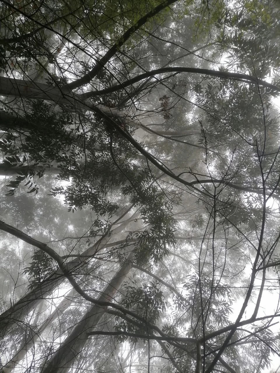 Looking up through tall trees into a peaceful, misty forest canopy.
