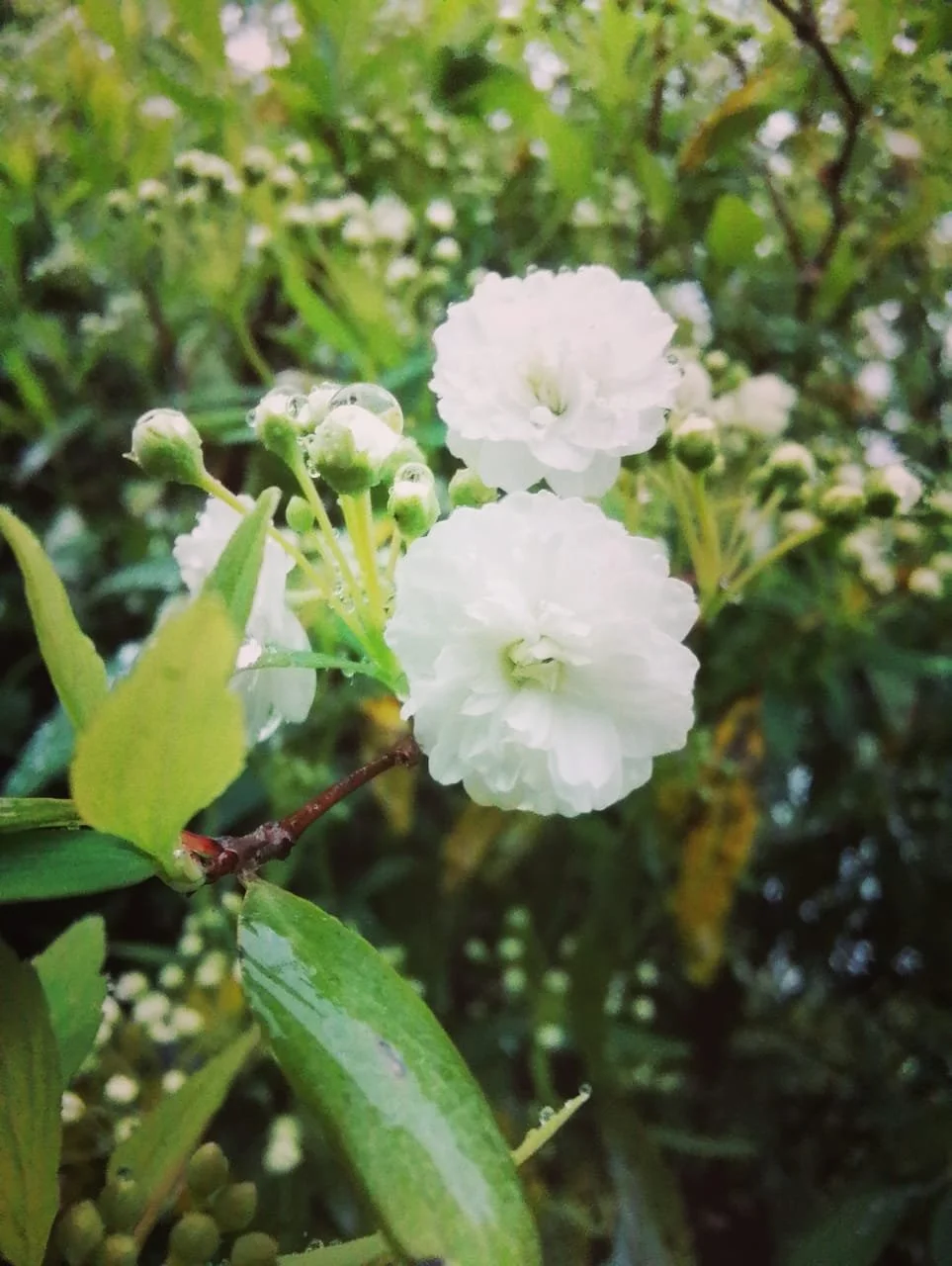 Close-up of delicate white flowers with water droplets among green leaves.