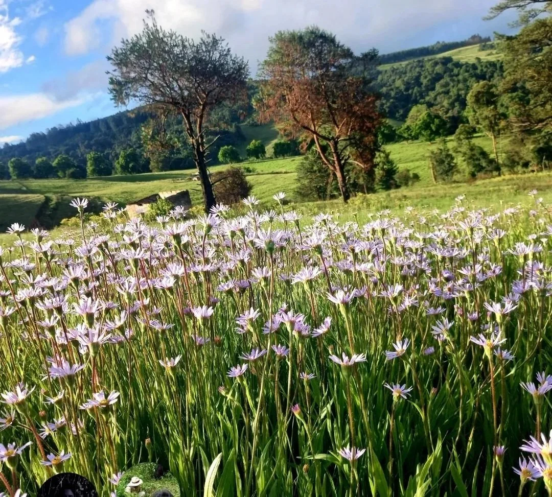 Peaceful farm landscape with a green field, purple flowers and rolling hills.