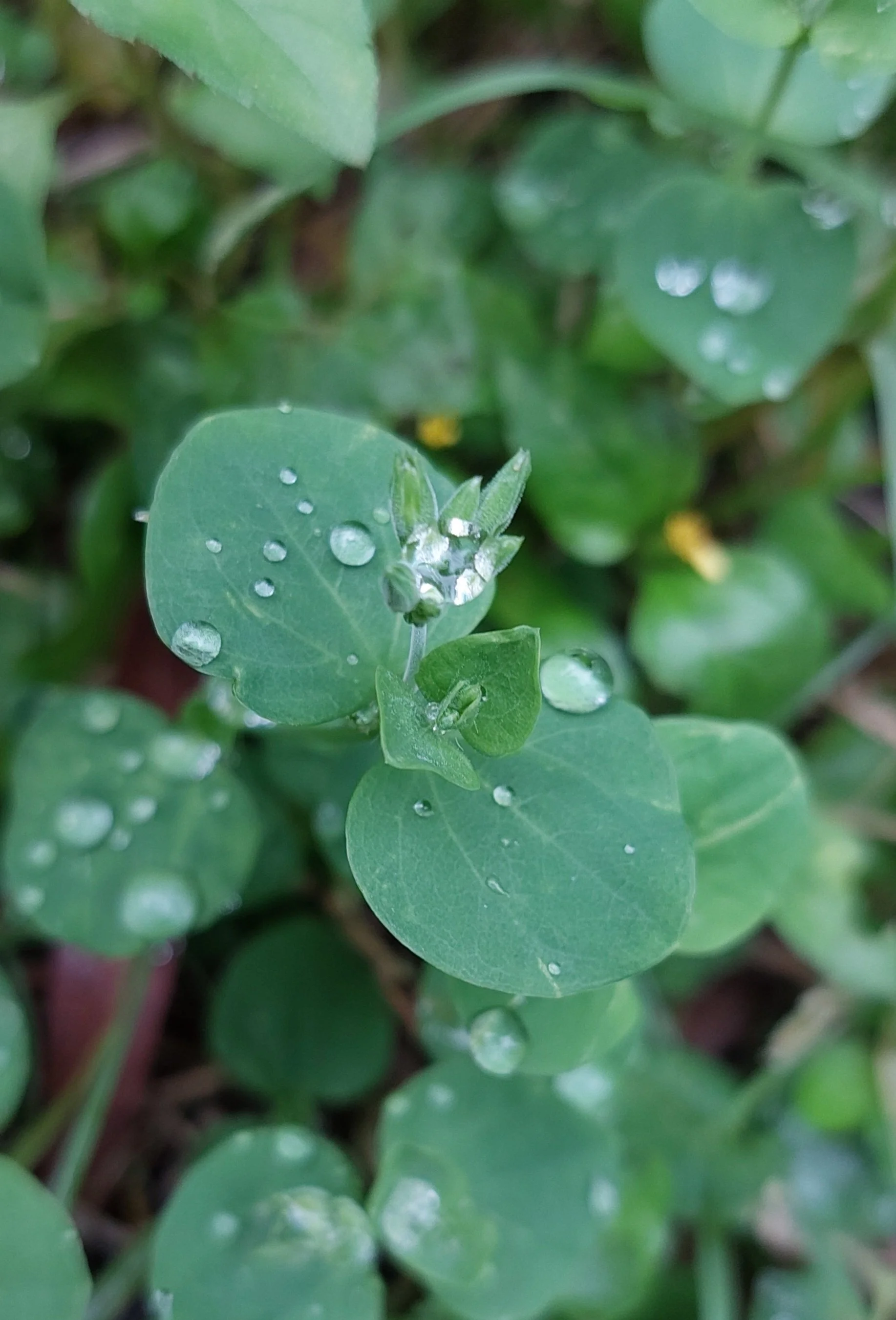 Close-up of green plant leaves and buds covered with water droplets