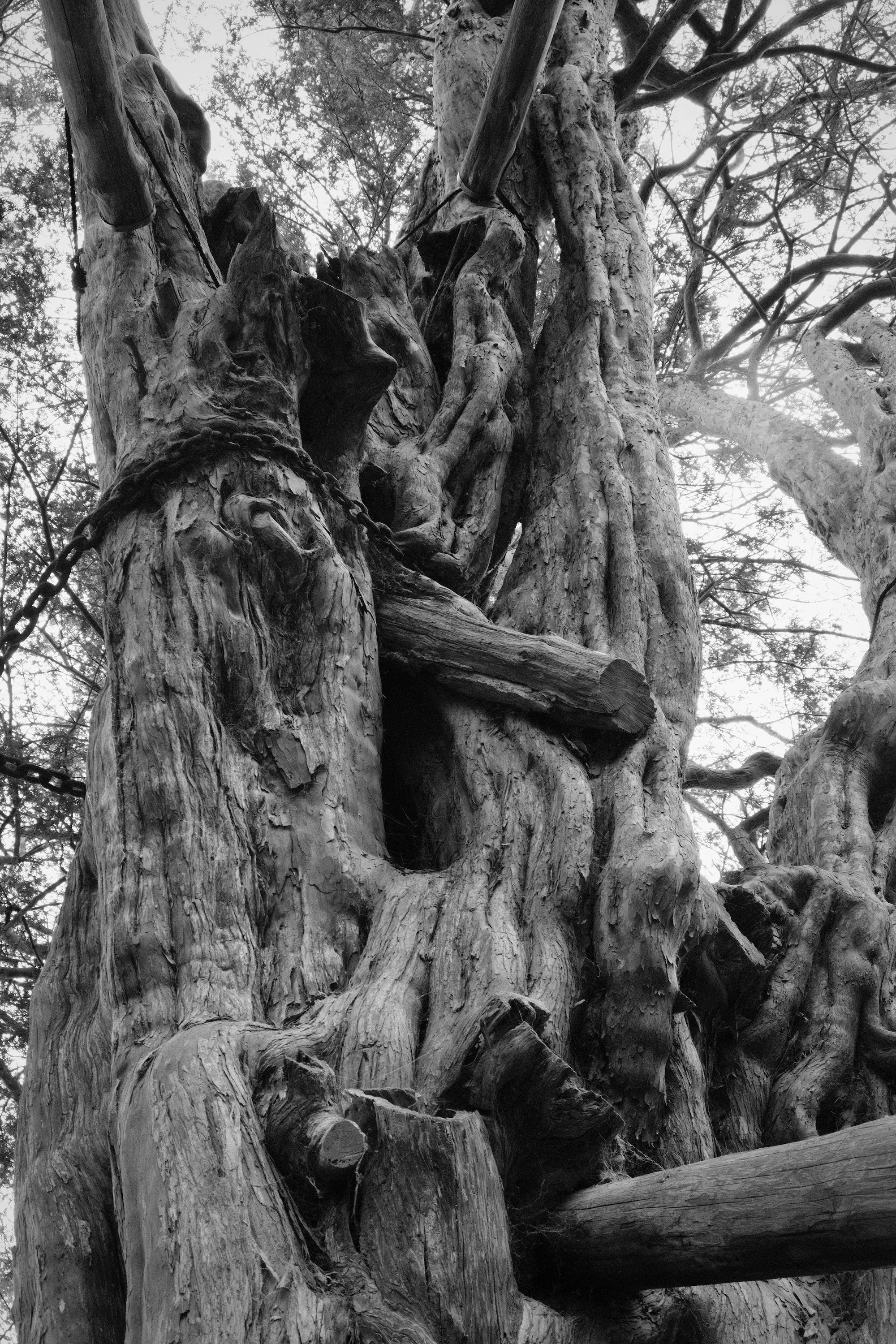 wilmington-yew - 1.jpeg
