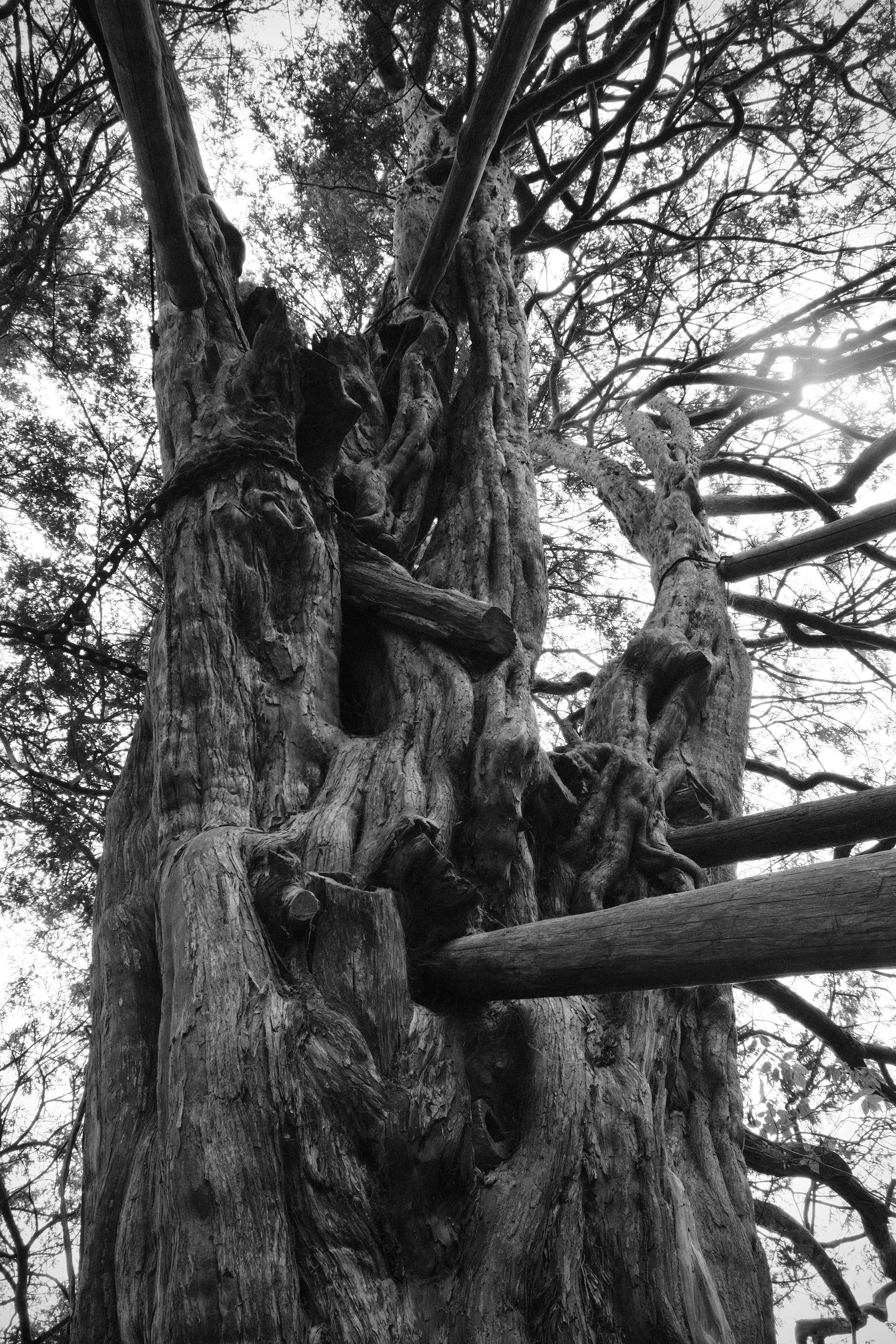 wilmington-yew - 2.jpeg
