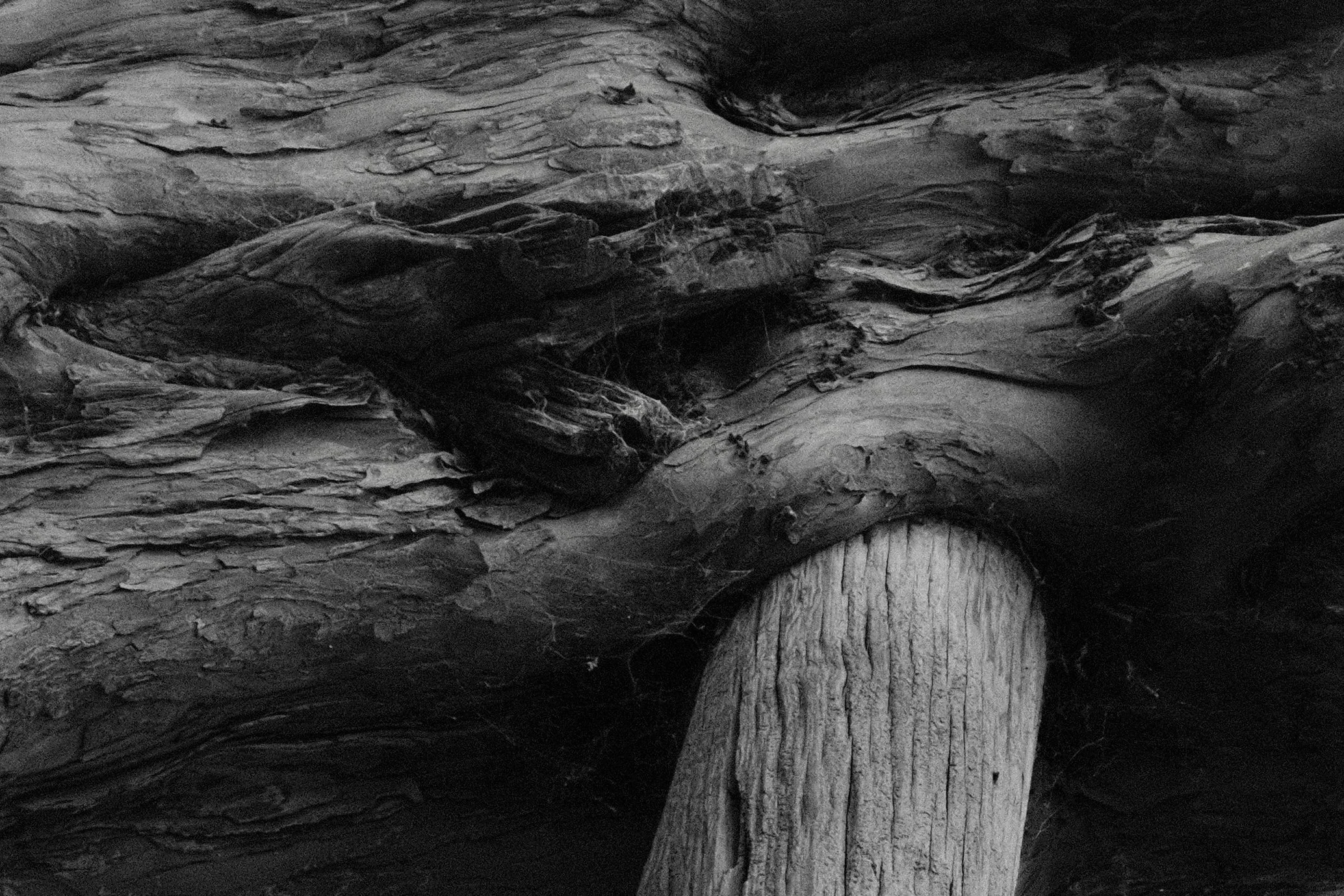 wilmington-yew - 4.jpeg