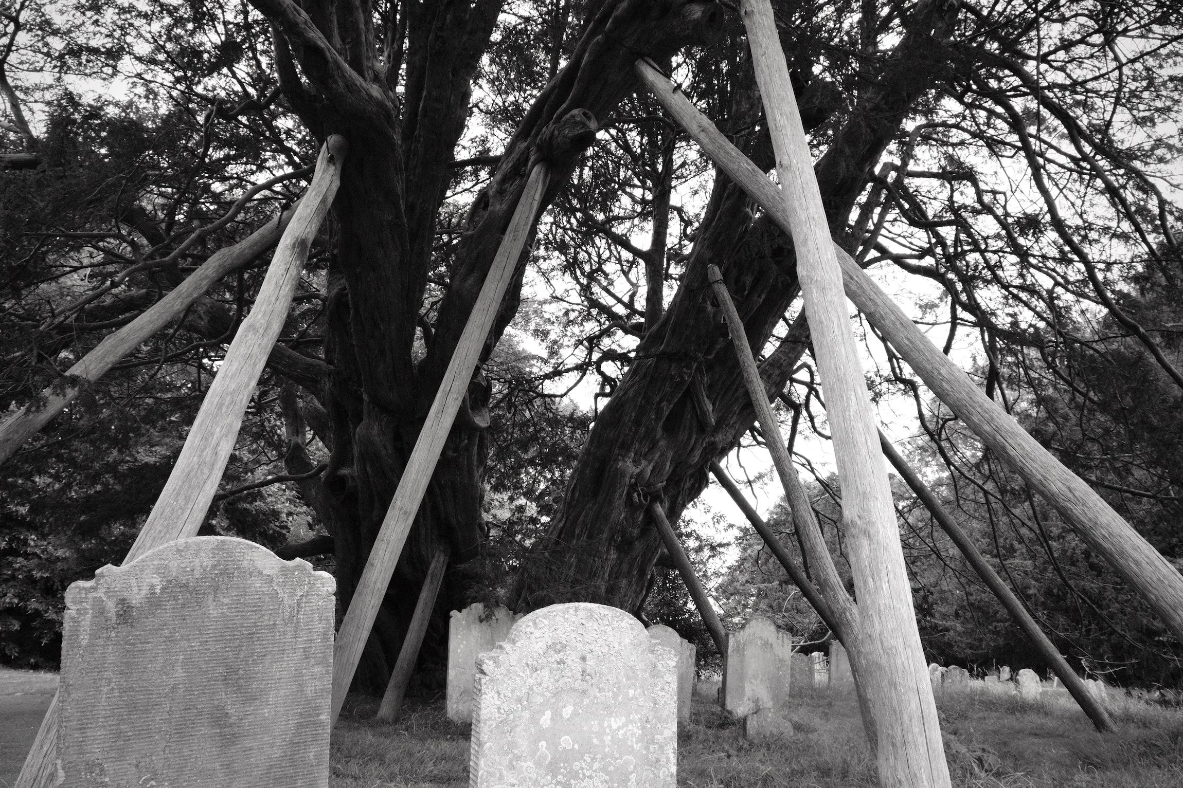 wilmington-yew - 3.jpeg
