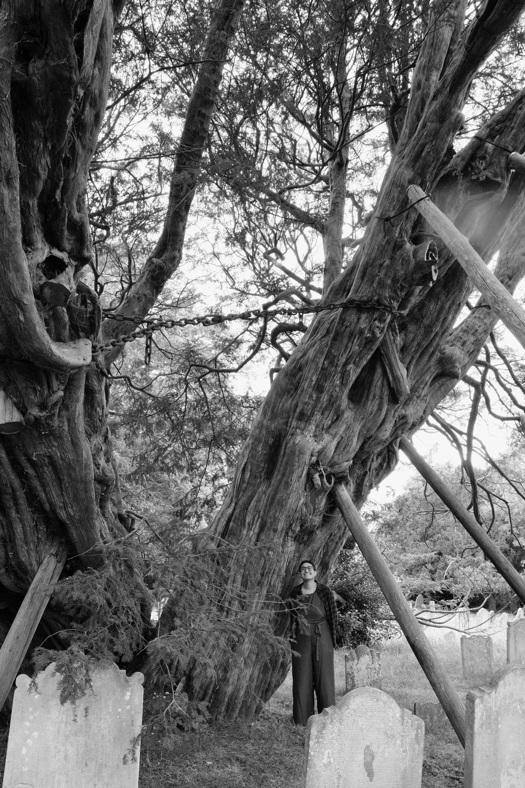 wilmington-yew - 5.jpeg