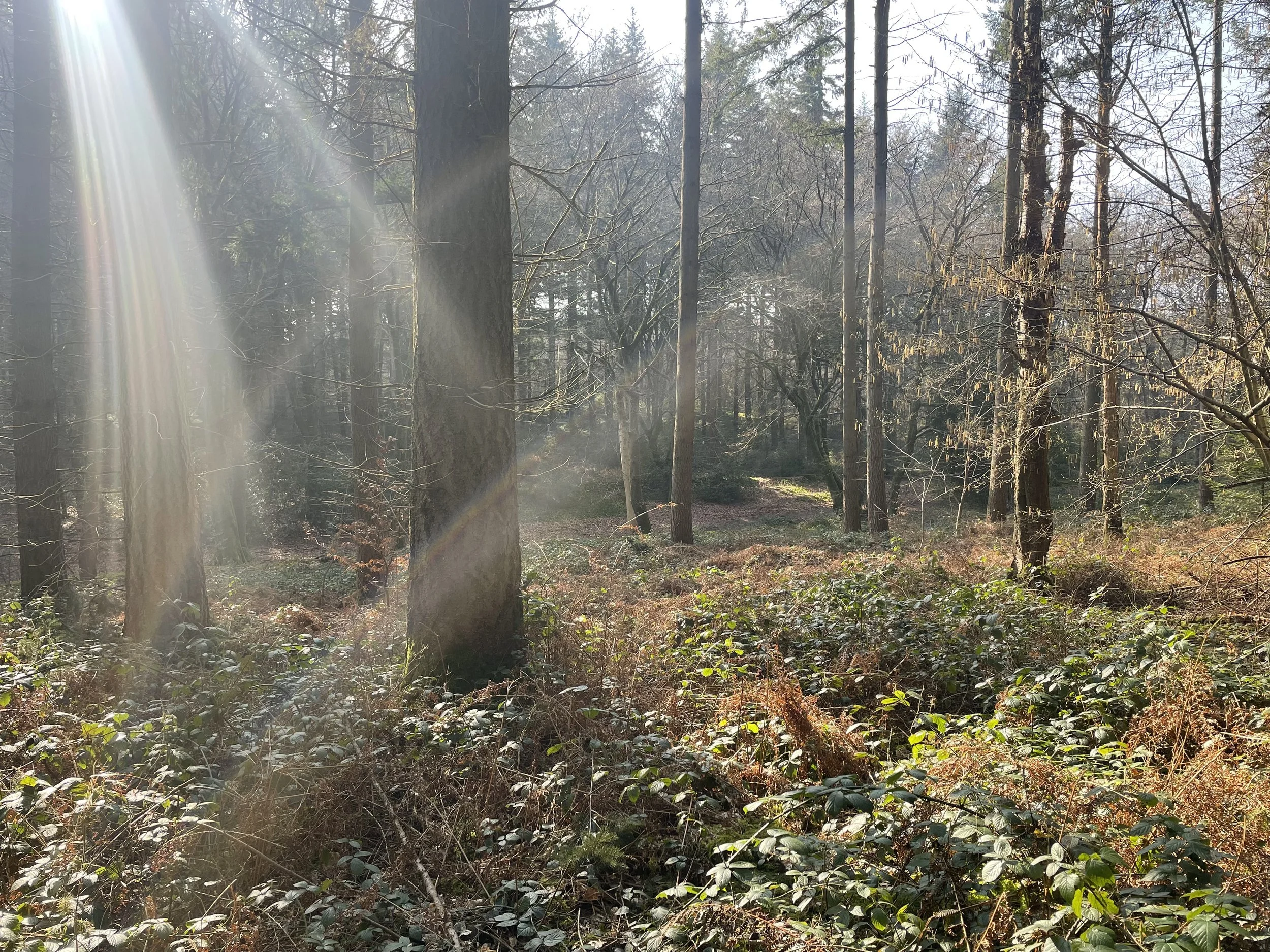 Sunlight in woodlands chilterns