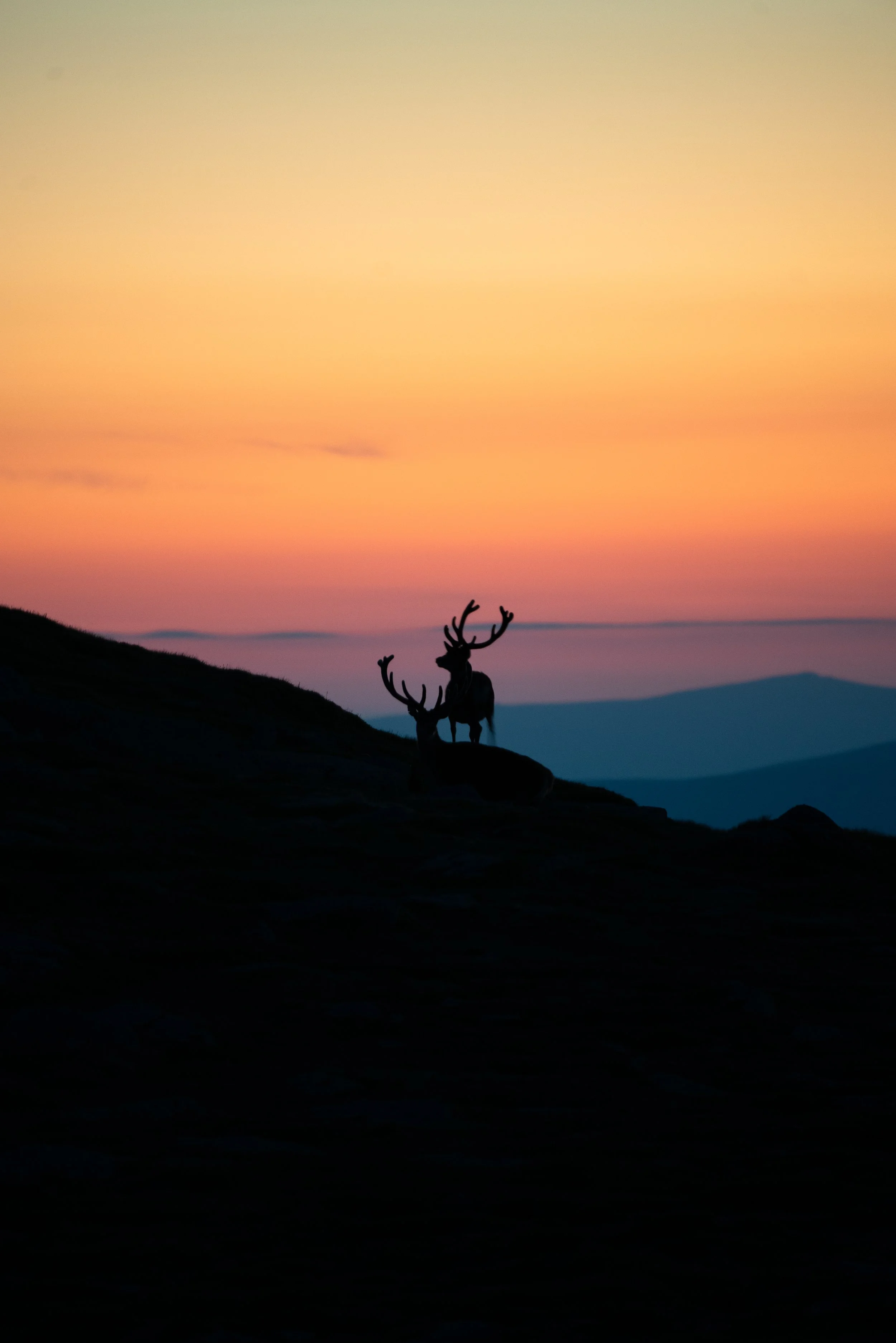 Silhouette of a deer with large antlers standing on a hillside at sunset, with a colorful sky in shades of orange, pink, and purple in the background.