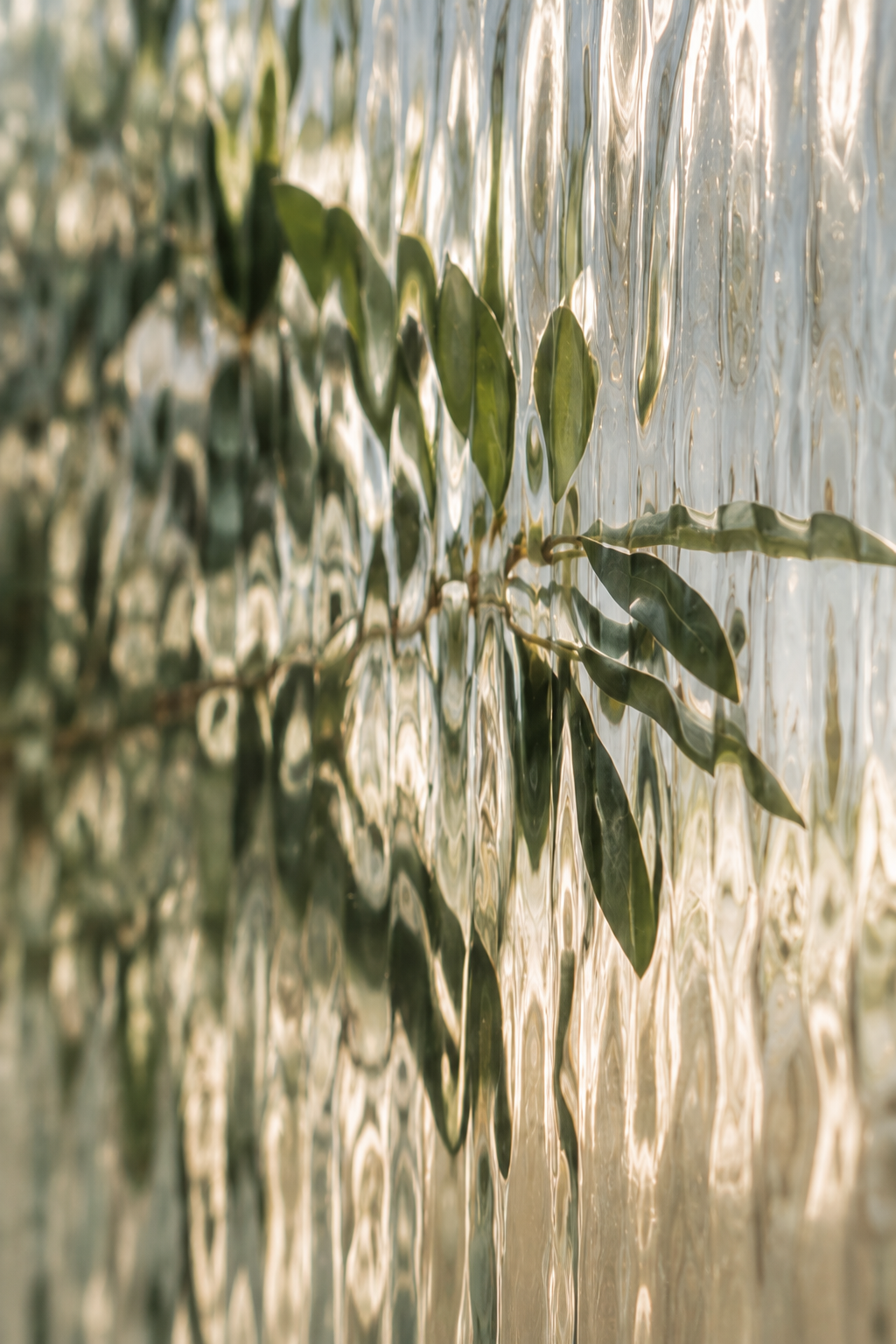 Close-up of green leaves floating on water with reflections and ripples, sunlight creating a shimmering effect.