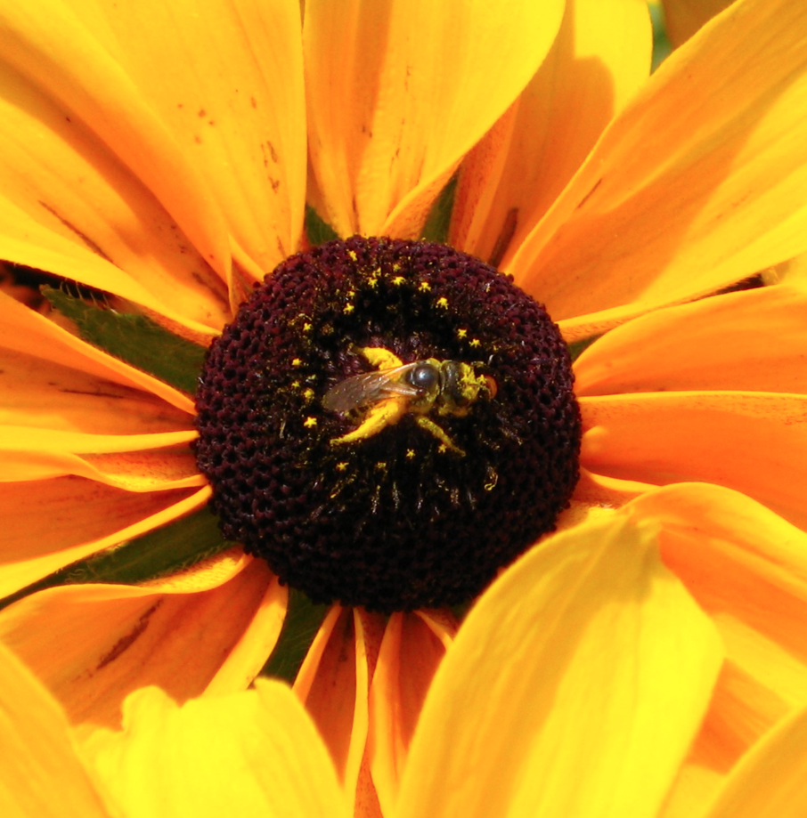 A bee on the dark center of a bright yellow flower.