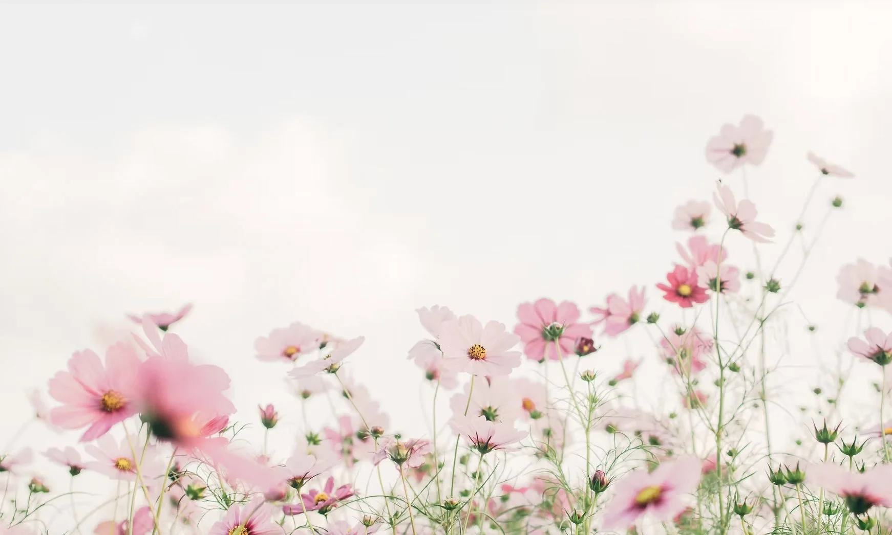 Light pink cosmos flowers blooming against a soft, bright sky background.
