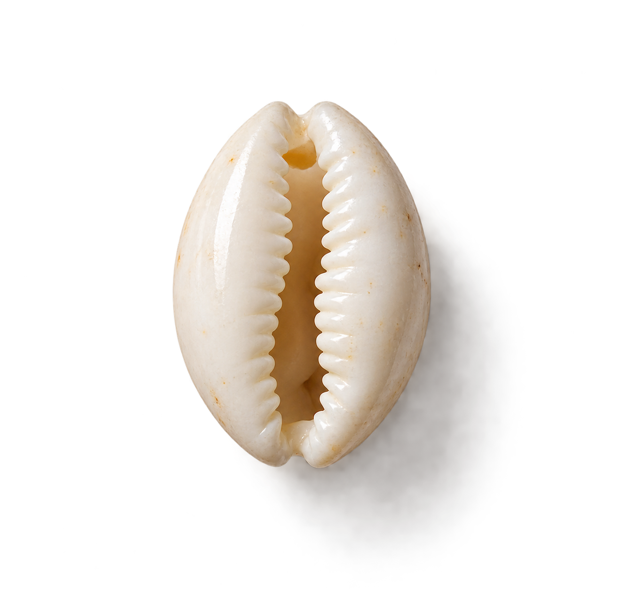 A close-up of a white seashell with a glossy surface, showing its inner ridges and opening, placed against a black background with a shadow on the right side.