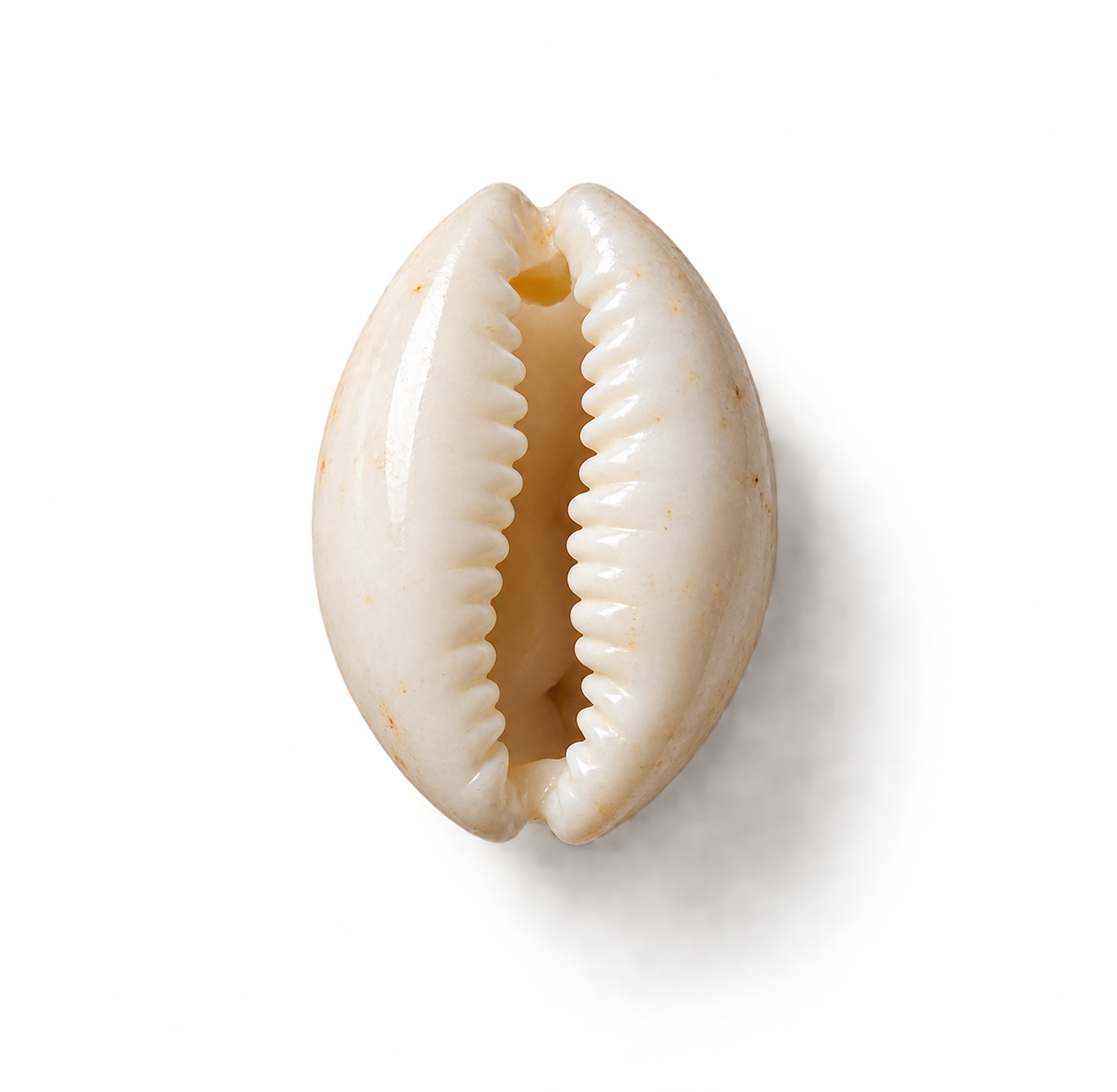 A close-up of a white seashell with a hollow center, featuring ridges along the opening and a shadow cast to the right.