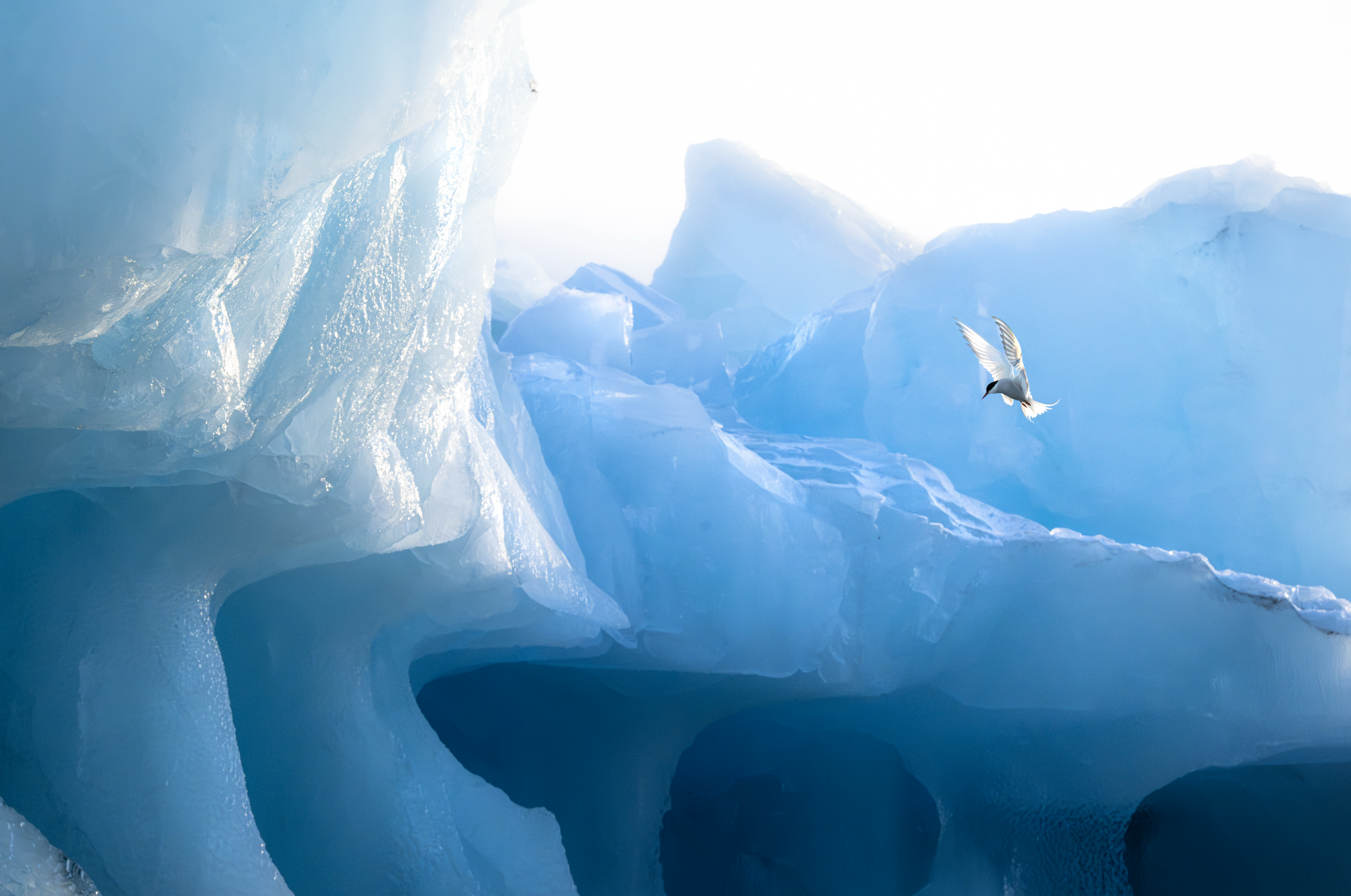 'Arctic Ascend' - 

In the waning light of an Arctic afternoon, an Arctic Tern glides above an immense fortress of ice. Beneath, ancient folds of cerulean and cobalt rise from the sea, sculpted by time and tide. 