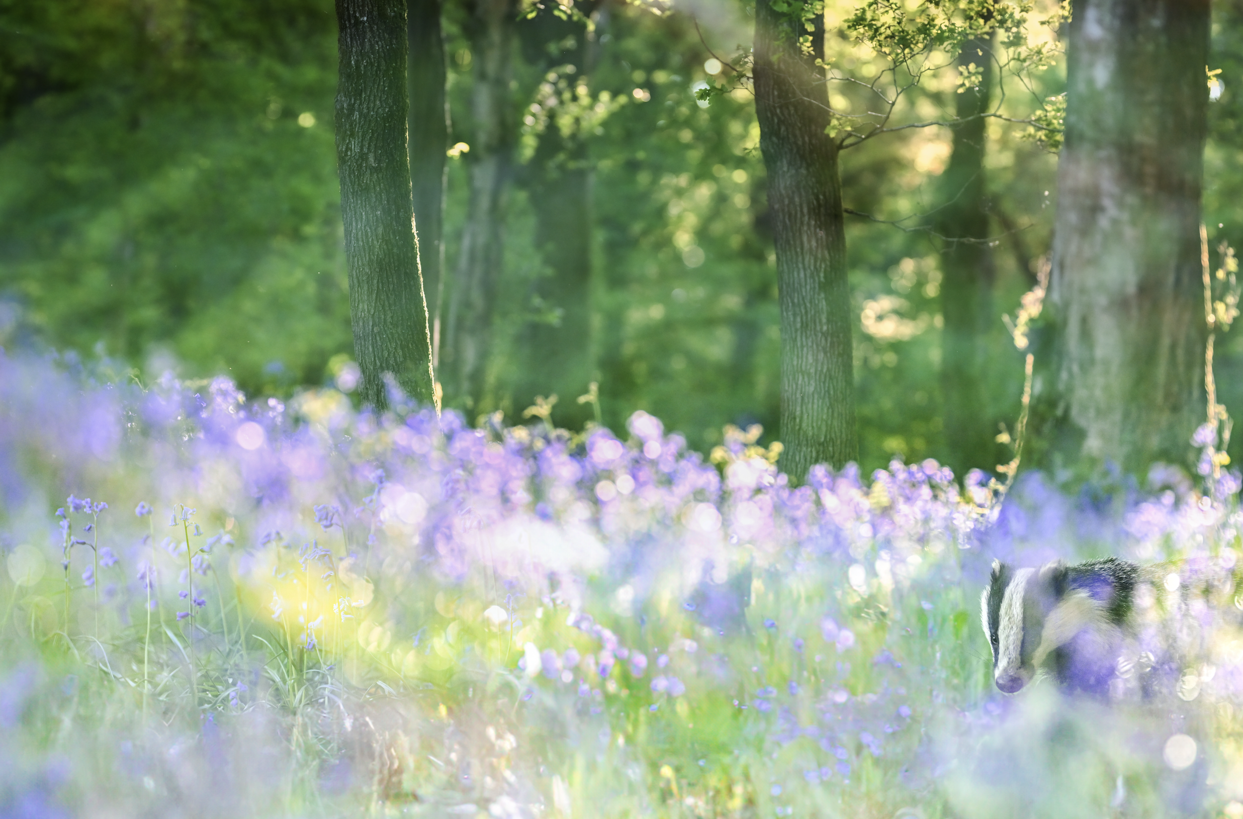 A photograph of a lush forest scene with tall trees and sunlight filtering through the leaves, with a dense bed of purple Bluebell flowers covering the ground as a European Badger peers through from the right hand corner.