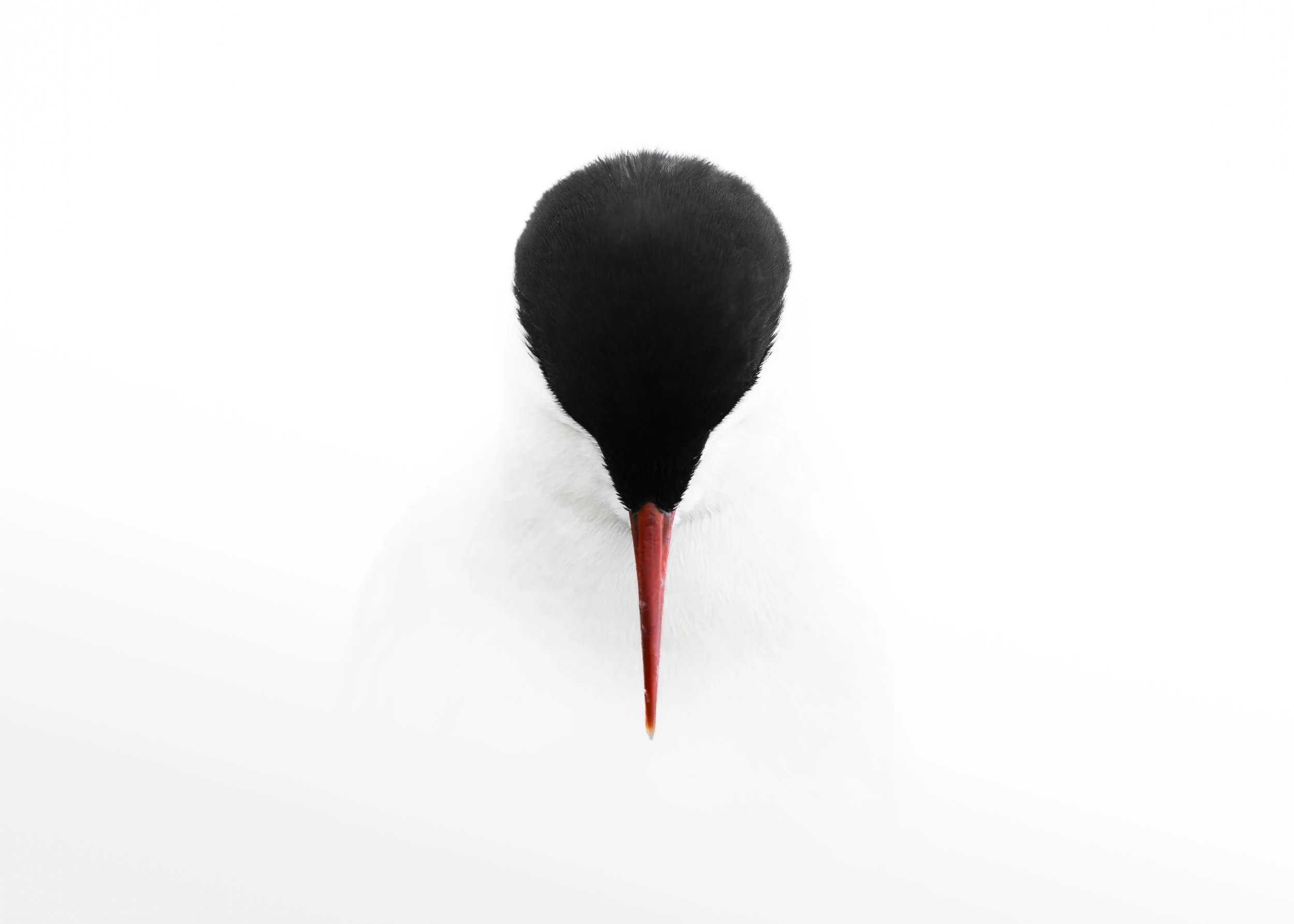 'Dagger' - 

Few seabirds possess a weapon quite as distinctive as the Arctic Tern's slender, crimson bill. An instrument of remarkable precision, it serves the bird in hunting, feeding and fiercely defending its territory during the breeding season.