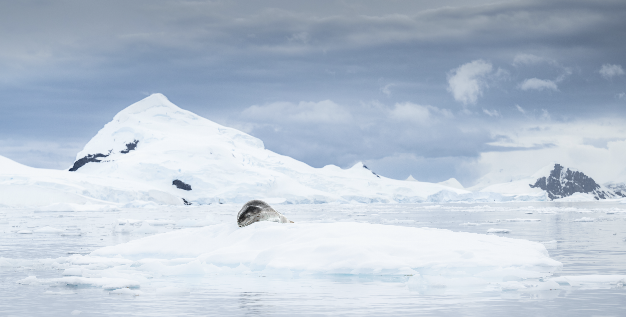 A photograph of a Leopard Seal resting on an icy landmass in an Antarctic polar landscape with snow-covered mountains and icebergs, under a cloudy sky.