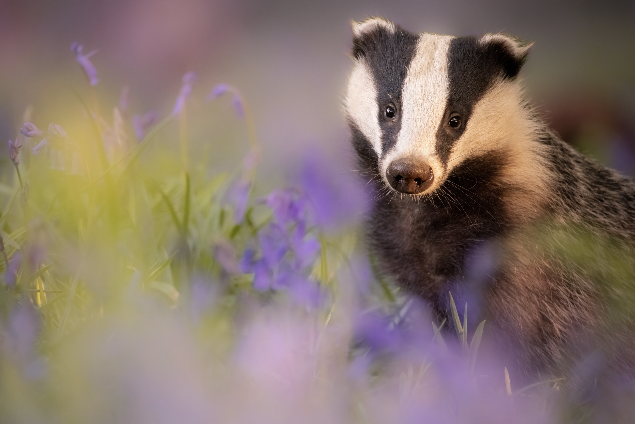 A photograph of a European Badger sitting among purple English Bluebell flowers with a soft, blurry background and foreground in a natural outdoor setting.
