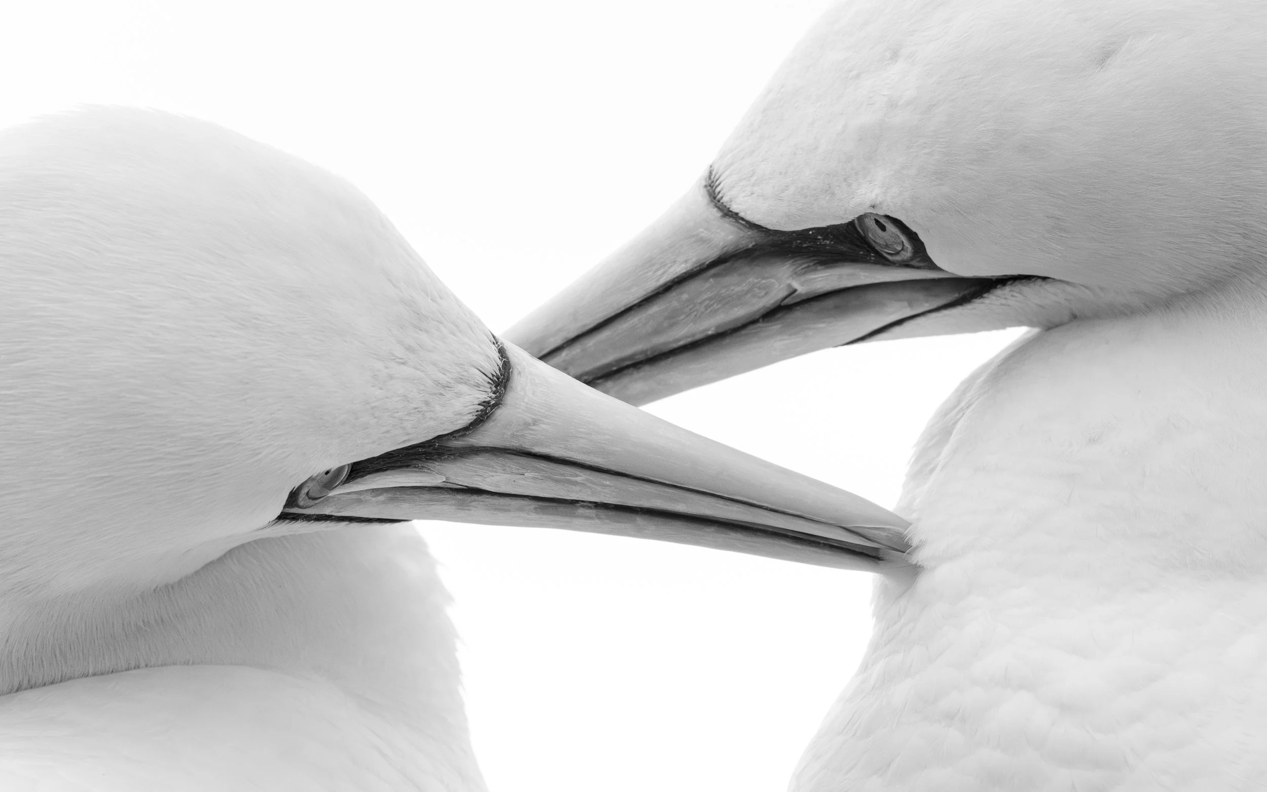 St Kilda &amp; The Flannan Islands Seabird Photography Expedition 