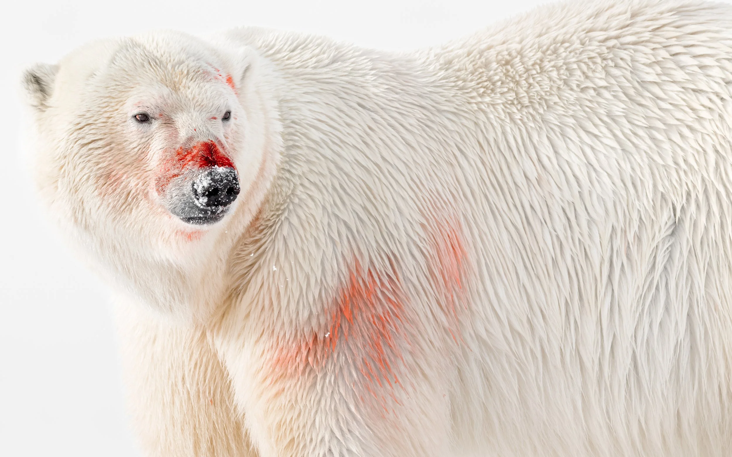 A striking photograph of a Polar Bear with blood on its nose and eye area from a recent kill, standing on snow.