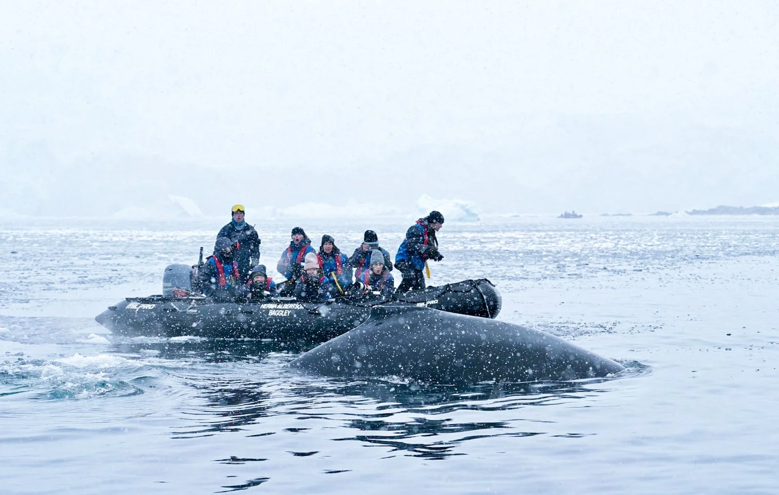 A photograph of a group of workshop guests in Antarctica wearing winter clothing, riding in a black inflatable boat on icy water, with snow falling and a cold, foggy landscape in the background. A Humpback Whale breeches just meters in front.