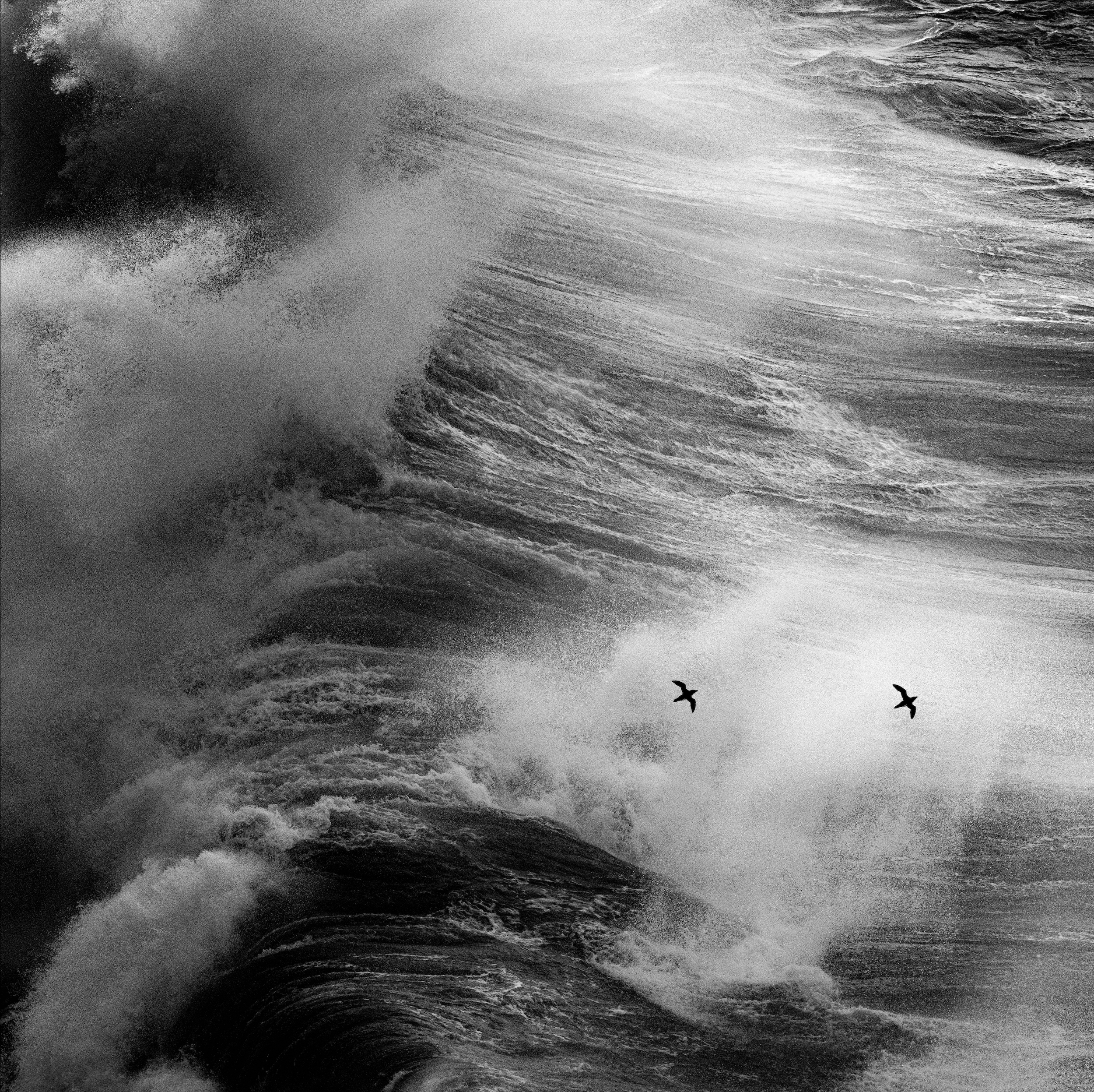 'Against a Raging Sea' - 

Fragile in scale, formidable in spirit, two Razorbills press onward against a raging sea, their small silhouettes almost swallowed by mountainous waves. To Rachel, this is the very essence of a seabird; a life shaped by the