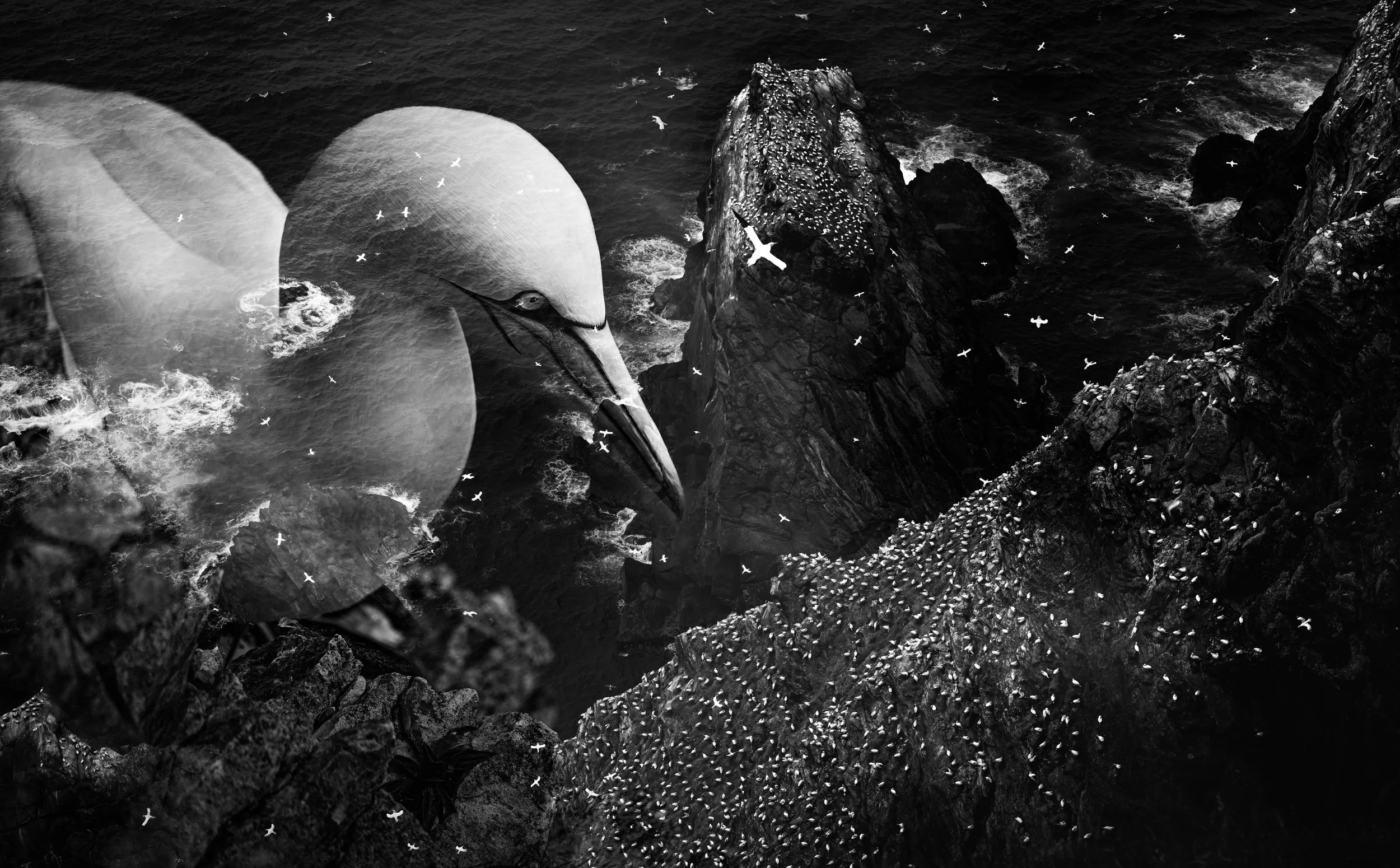 'Guardian of the Gannetry' - 

Upon ancient cliffs sculpted by centuries of wind and sea, thousands of Northern Gannets gather, their lives woven into the restless rhythm of the ocean. Yet among this extraordinary multitude, Rachel has always been fa