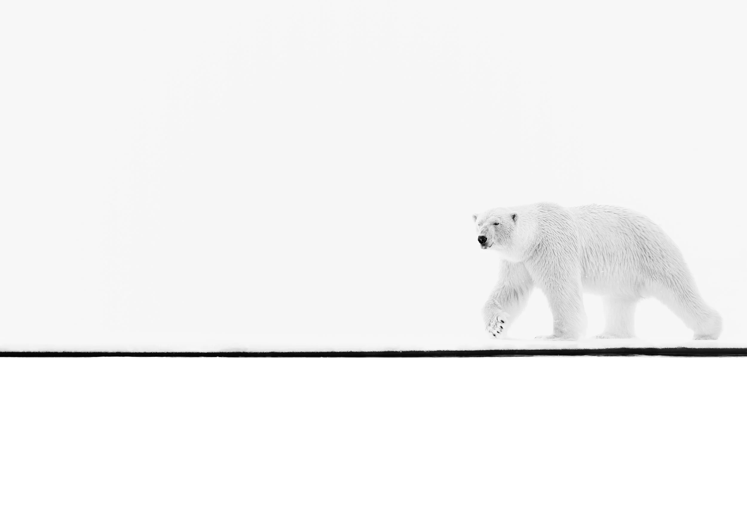 A photograph of a Polar Bear walking along the waters edge on snow and ice in a minimalist, monochrome landscape.