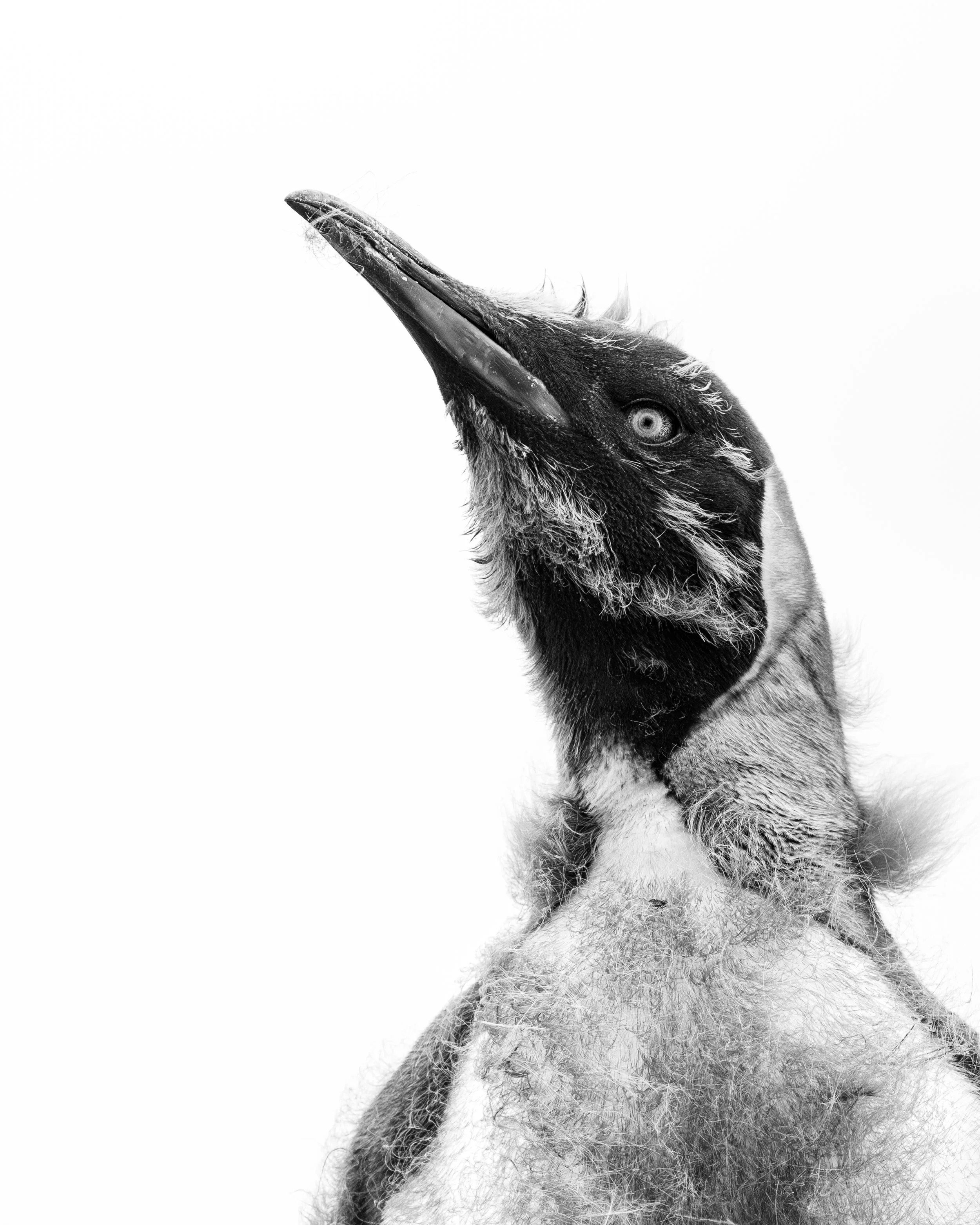 'Between Feathers' - 

This is the moment between what was and what will be. A young King Penguin stands wrapped in contradiction; adult feathers sleek and certain, down still clinging like a memory unwilling to let go. Layer upon layer, texture upon