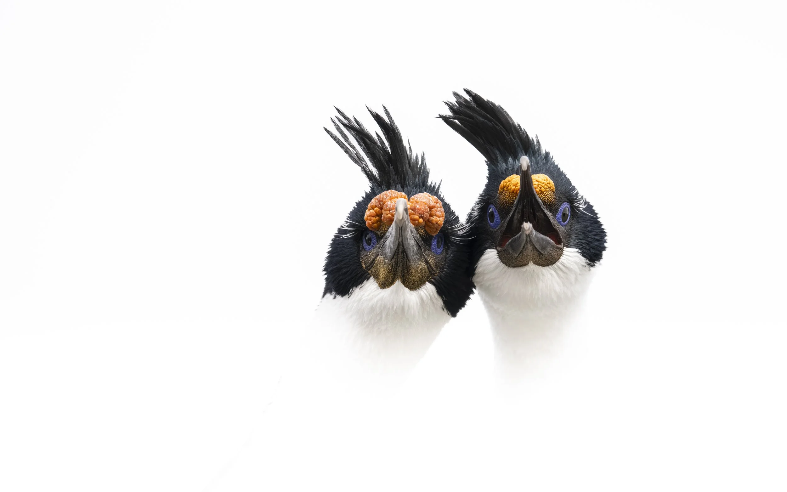 'A Choreography of Colour' - 

In a spirited display, two Imperial Shags raise their extravagant crests, one calling with bill agape, the other poised alongside. Violet eyes gleam beneath crowns of burnished amber, while dark feathers rise like plume