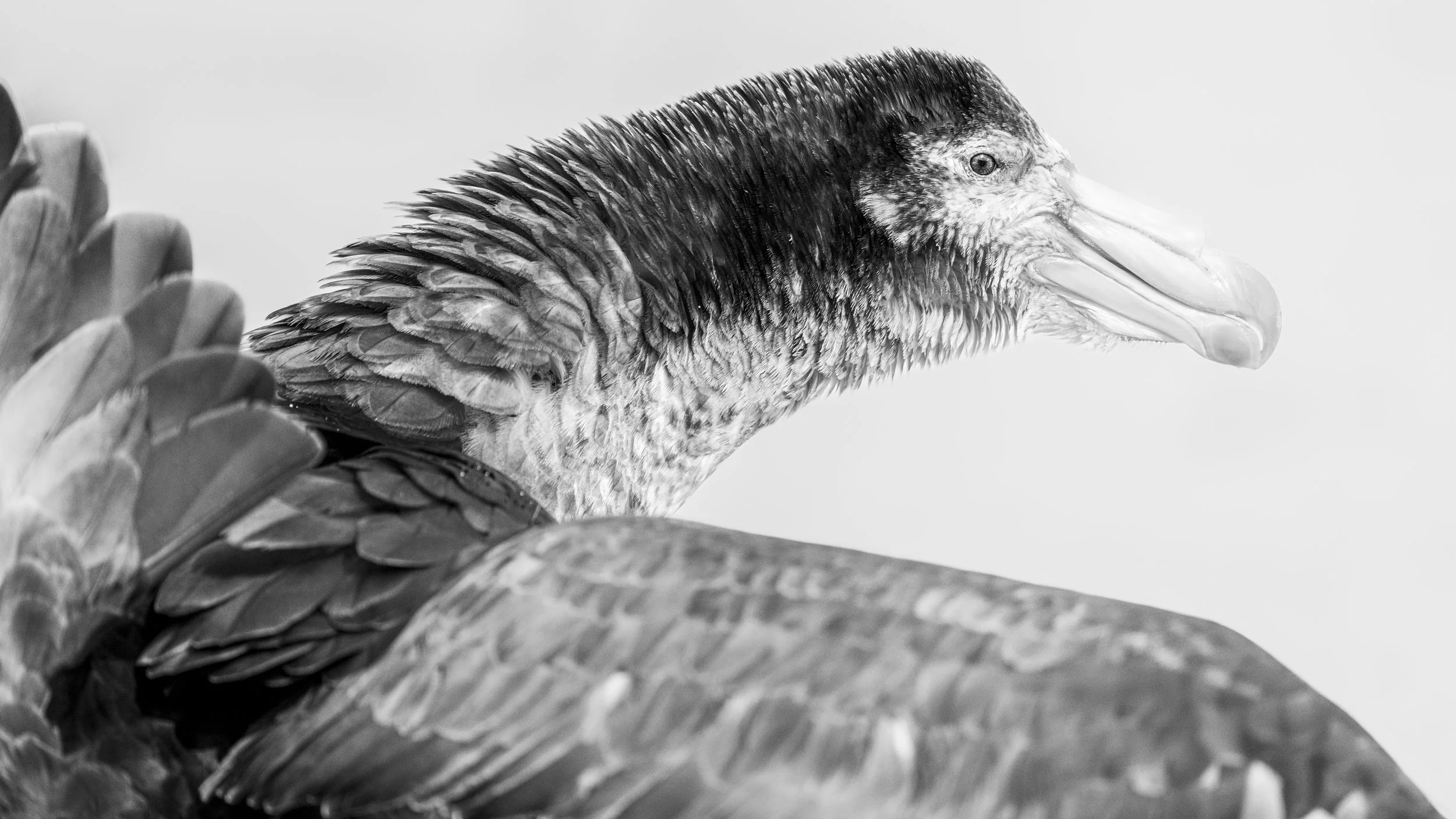 'A Show of Strength' - 

Feathers rise like a crown of thorns, each barb bristling with defiance as a Southern Giant Petrel unfurls its mighty wings. Across its ruffled neck, layers of plumage ripple like windswept scales, a wild tapestry of shadow a