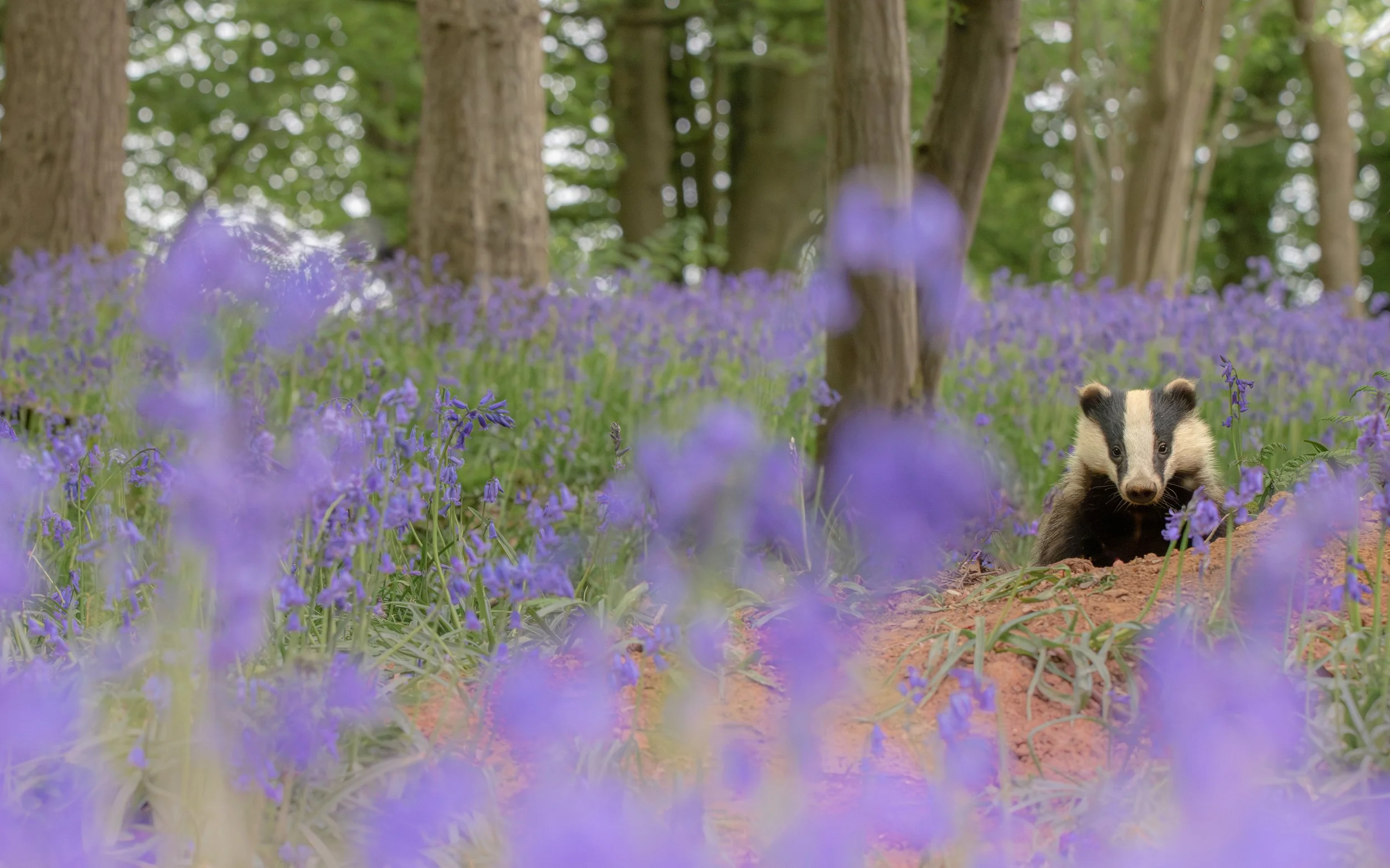 A photograph of a European Badger sitting among purple English Bluebell flowers with a soft, blurry background and foreground, among tall trees.