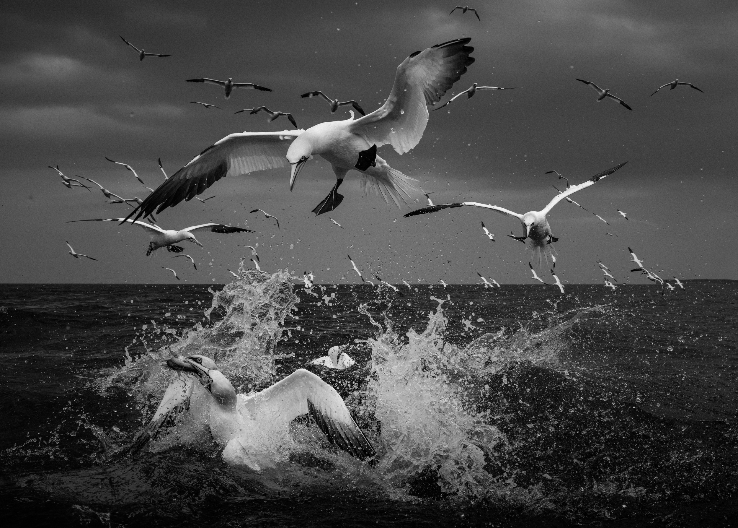 'The Hunger Below' - 

The sky fractures, the sea erupts and hundreds of Northern Gannets descend upon the ocean in a spectacle of hunger and survival. Amid the thunder of wings, the cries of seabirds and the explosion of white water, Rachel sought t