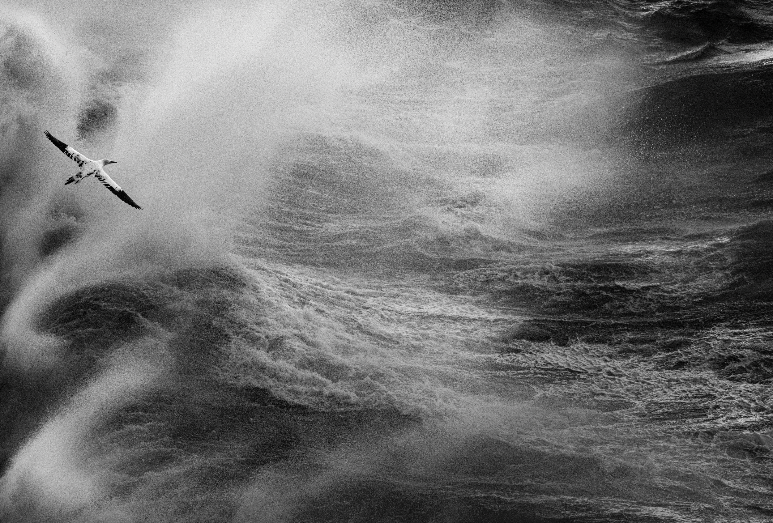 'Steering the Storm' - 

Beneath a bruised and brooding sky, the North Sea rises in rebellion, its waves torn into mountains of white water by the relentless wind. Yet above this wild and restless kingdom, a solitary Northern Gannet holds its course,