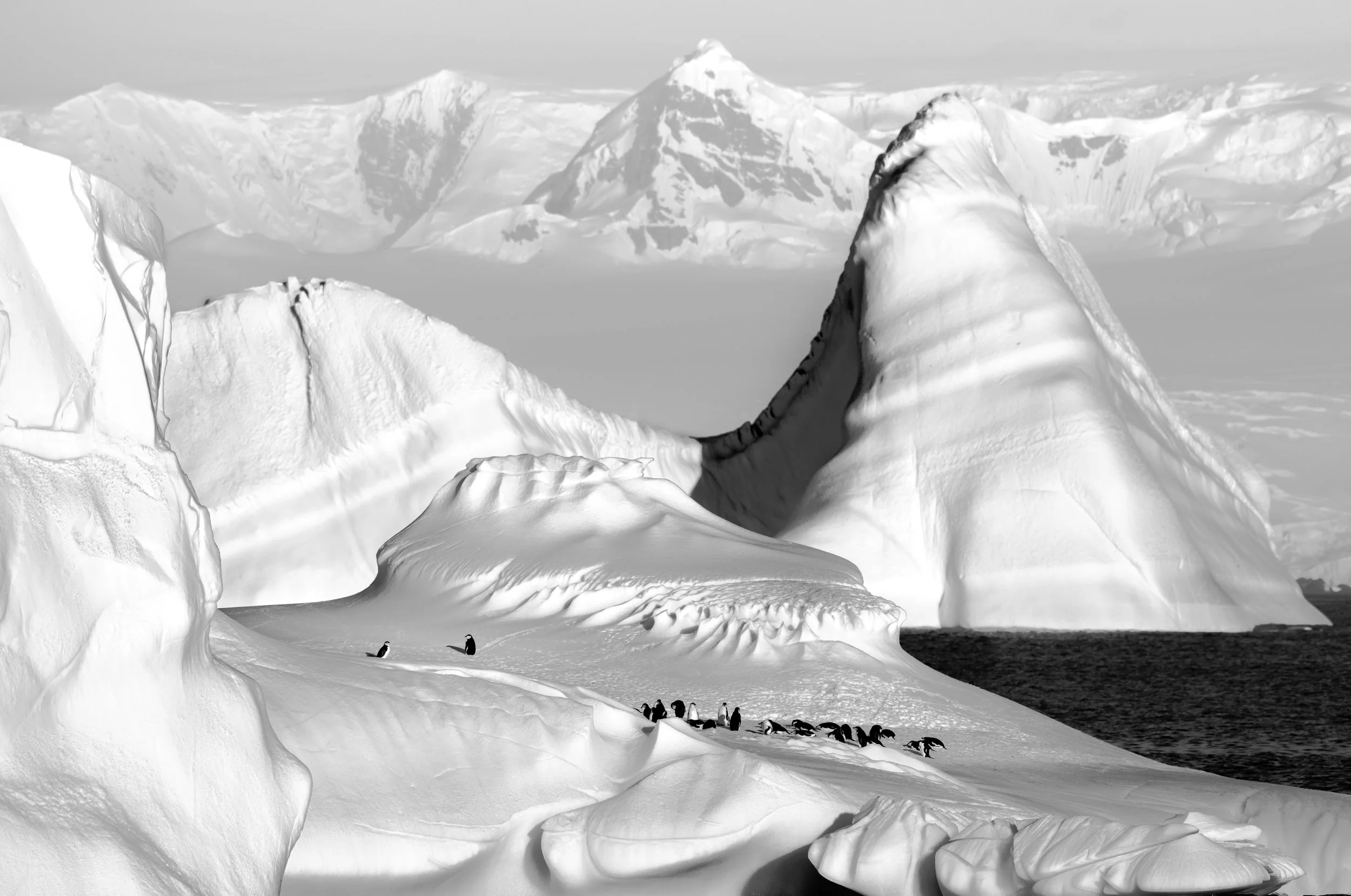'A Ballet of Shadow and Snow' - 

Upon a sculptural iceberg, a gathering of Chinstrap Penguins wanders through the glowing Antarctic light. Their delicate shadows stretch across the ice, tracing its ancient, weathered curves. Beyond, towering mountai