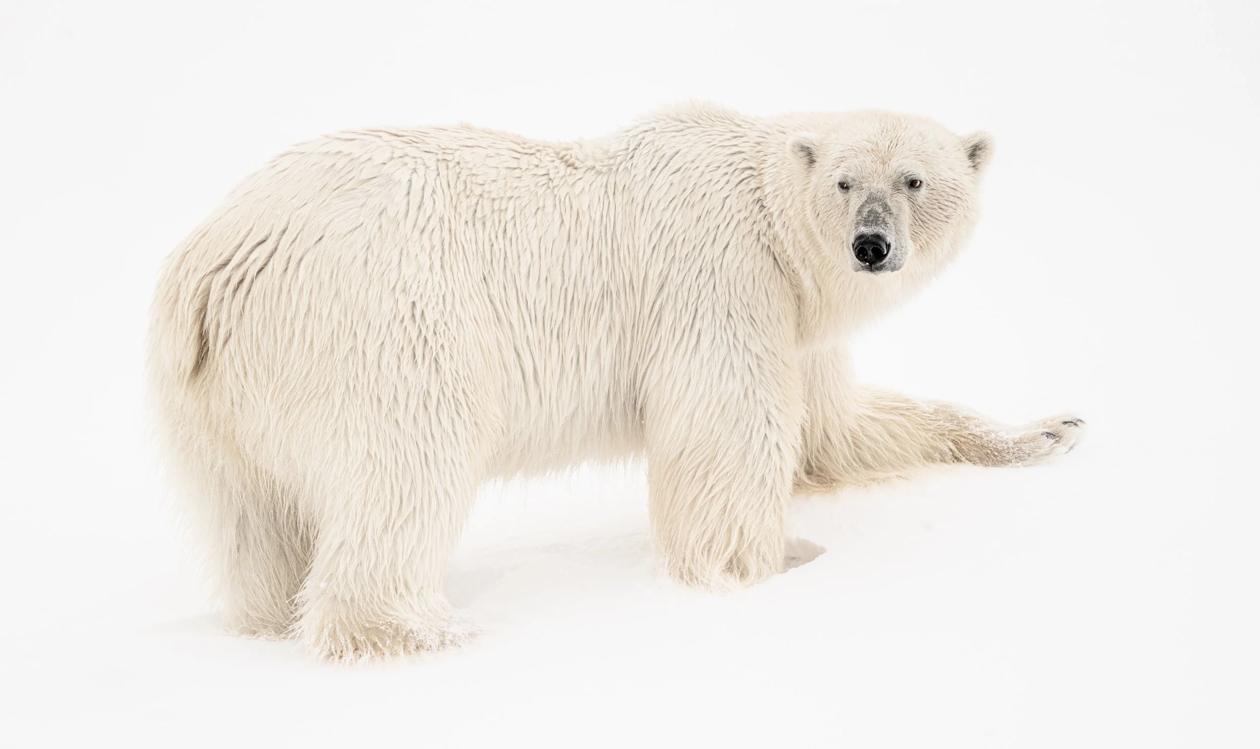 A photograph of a large Polar Bear, partially sitting on the snow against a white background. It's fur a wonderful cream colour against the stark white.