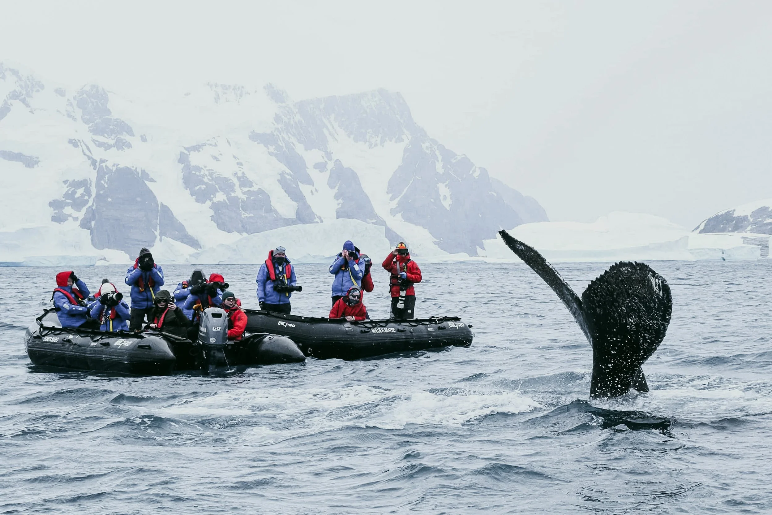 A photograph of a group of people in cold weather gear on inflatable boats exploring the icy waters of Antarctica with mountains and glaciers in the background, and a large Humpback Whale's tail in the water just meters away.