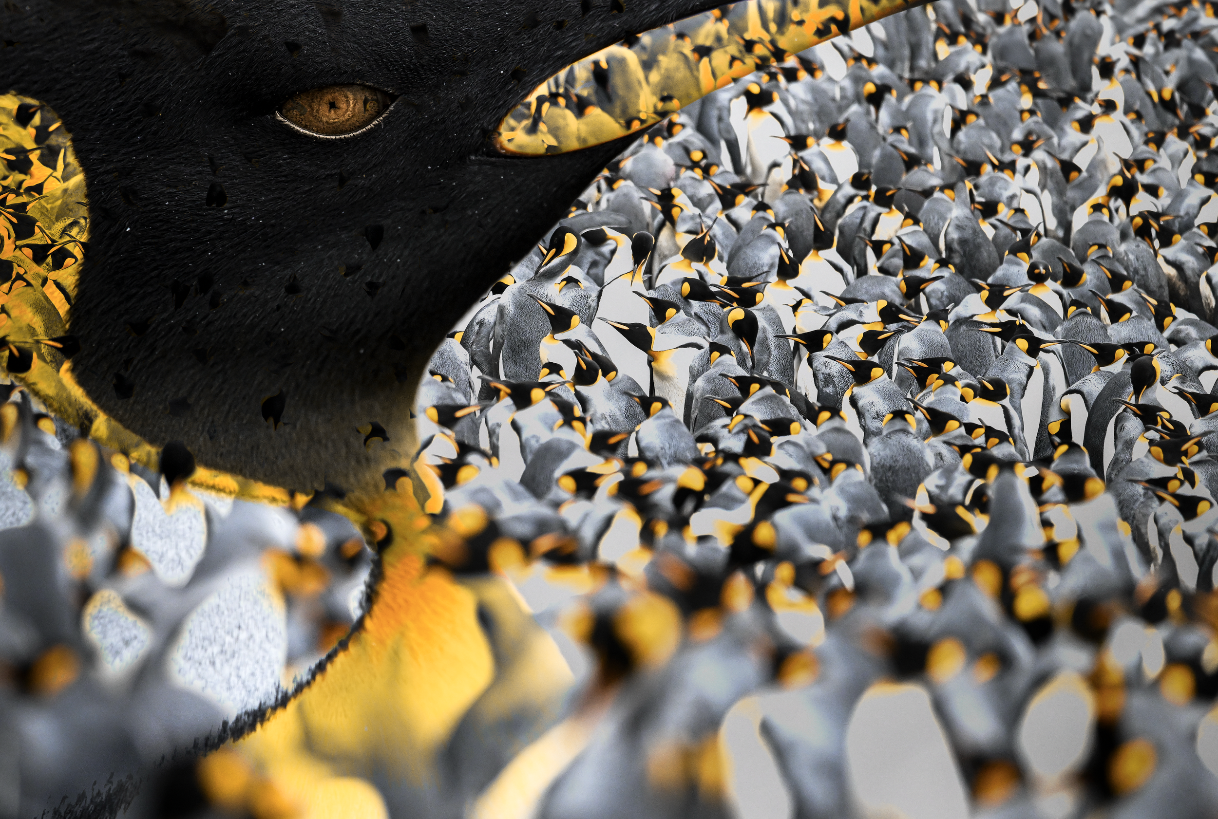 'A Kingdom Multiplied' - 

Upon the windswept shores of Macquarie Island, a kingdom of 100,000 breeding pairs of King Penguins stretches towards the horizon, an overwhelming tapestry of colour, movement and life. Enchanted by the magnificent chaos of