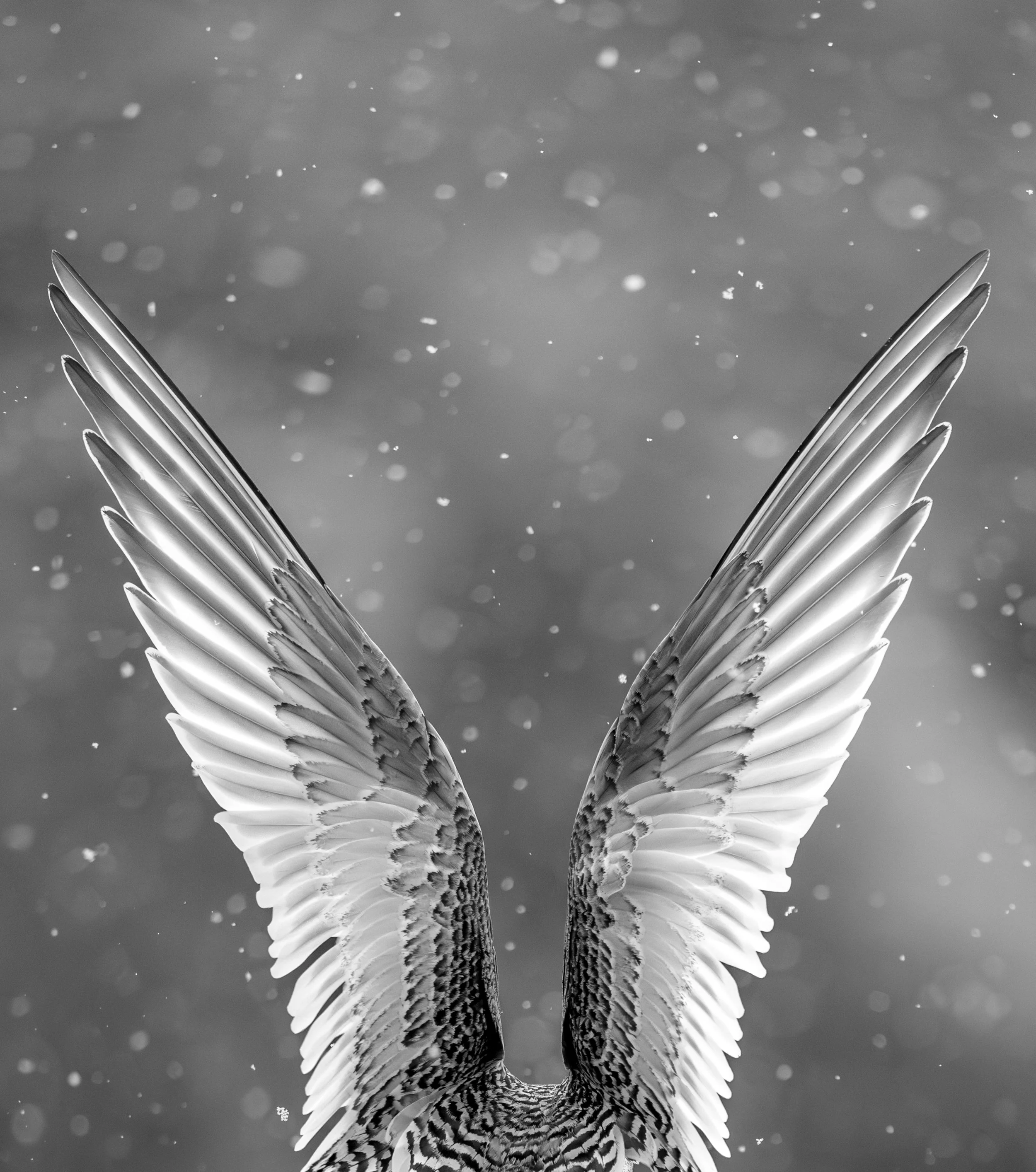 'Wings in Weather' - 

Amid the falling Antarctic snow, the wings of a young Antarctic Tern unfold in delicate symmetry, each feather etched like fine filigree against the winter white. 