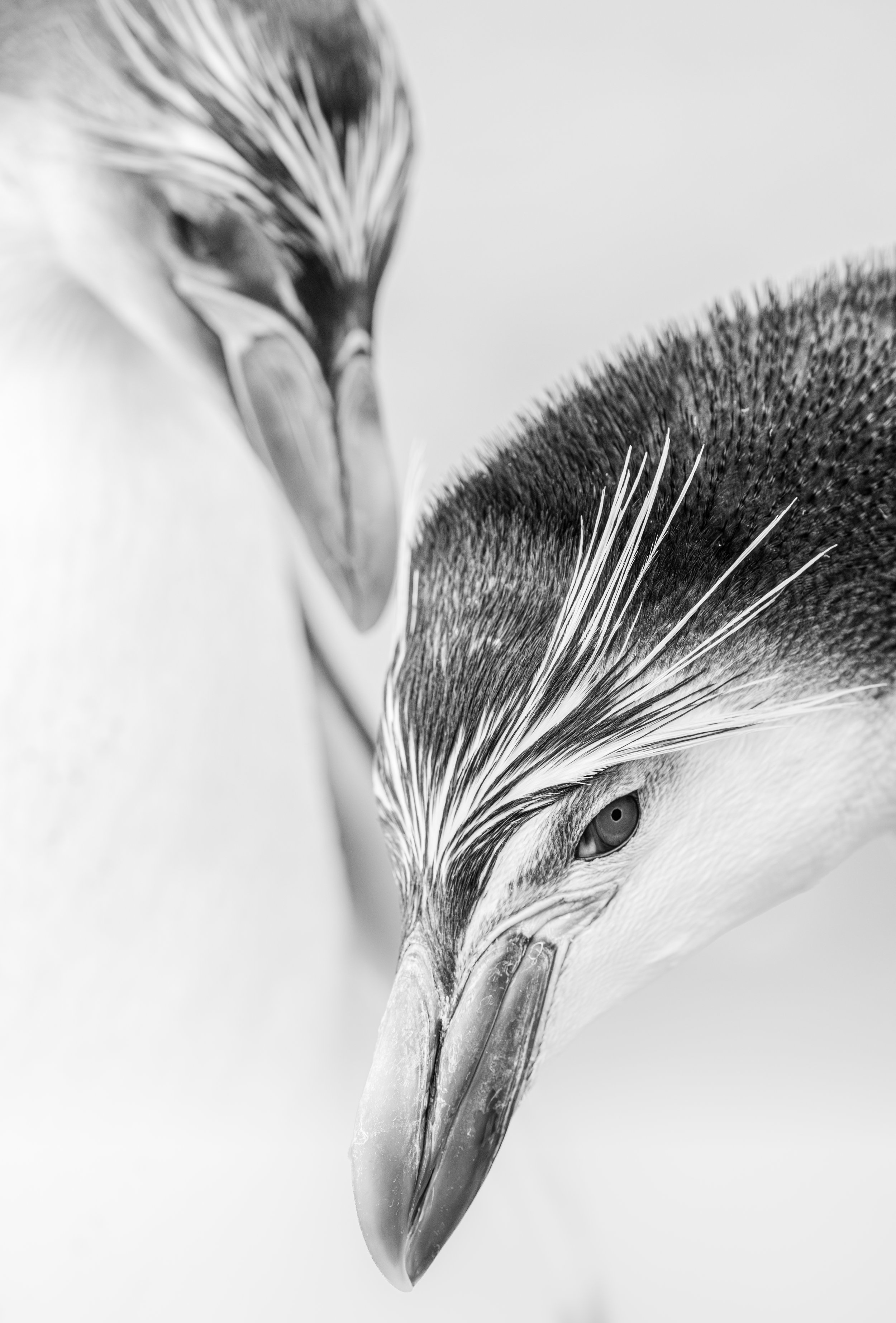 'A Royal Ritual' - 

On a remote island in the restless Southern Ocean, two Royal Penguins perform an ancient ritual of courtship. One carefully selects a pebble, while the other waits, their movements entwined in pursuit and promise. 