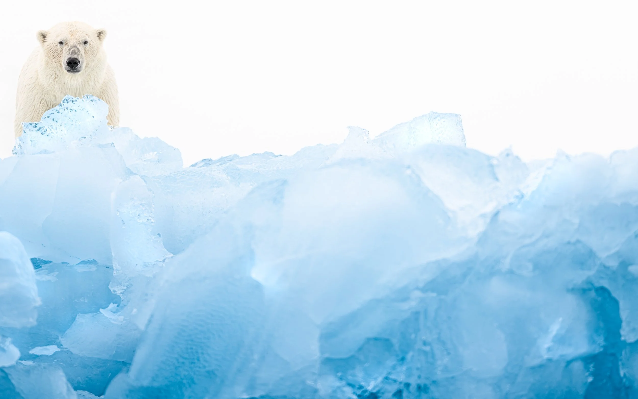 A photograph of a Polar Bear, standing on a beautiful blue ice formation in the Arctic, with an icy landscape and a white background.