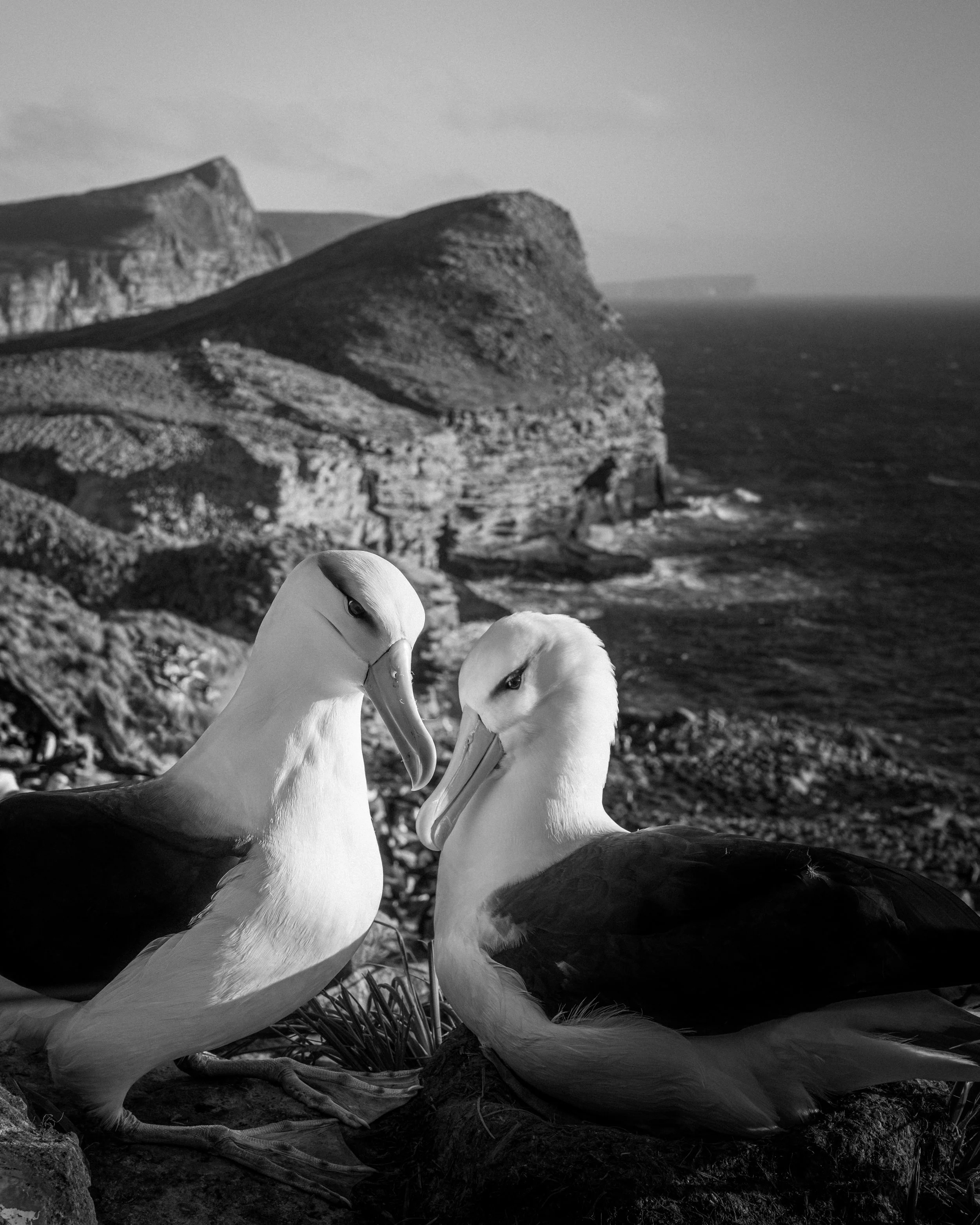 'The Long Incubation' - 

As evening settles upon New Island, two Black-browed Albatrosses keep their quiet vigil. One shelters a precious egg beneath its feathers, while the other stands watch over their windswept sanctuary. Beyond the nest lies a k
