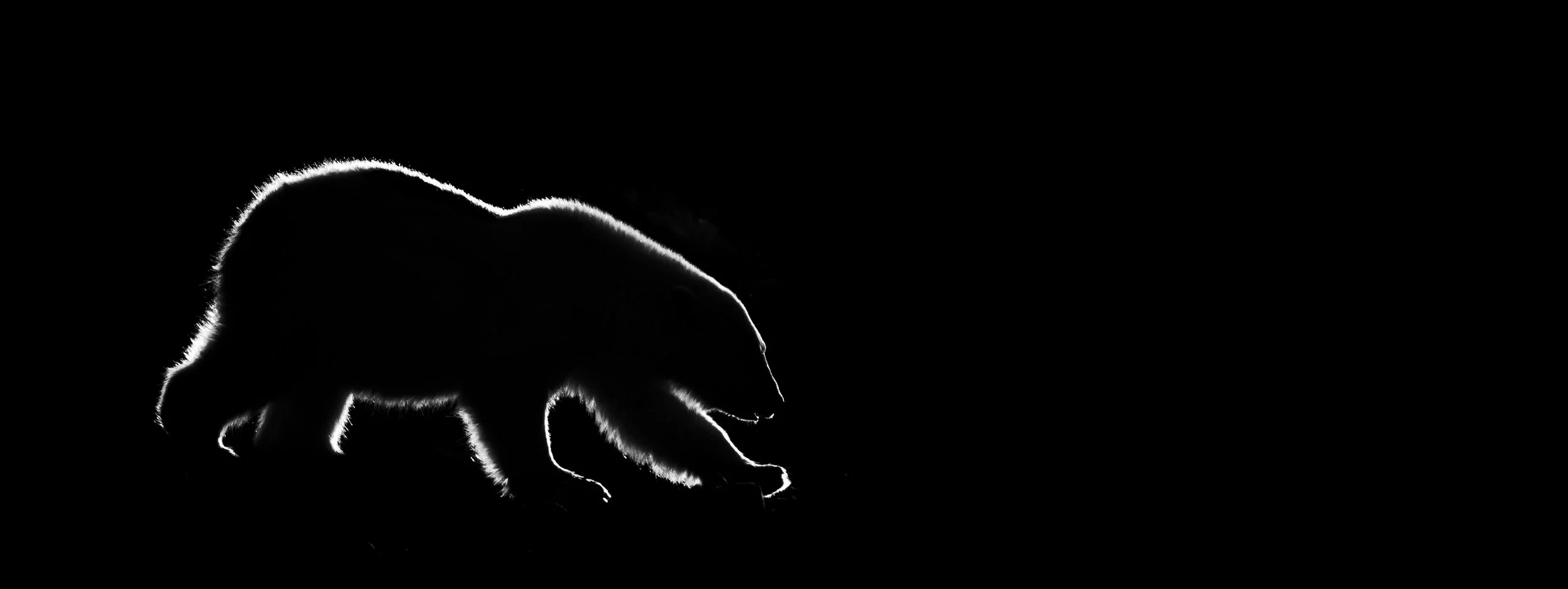 A black and white silhouetted photograph of a Polar Bear with a glowing outline against a black background.