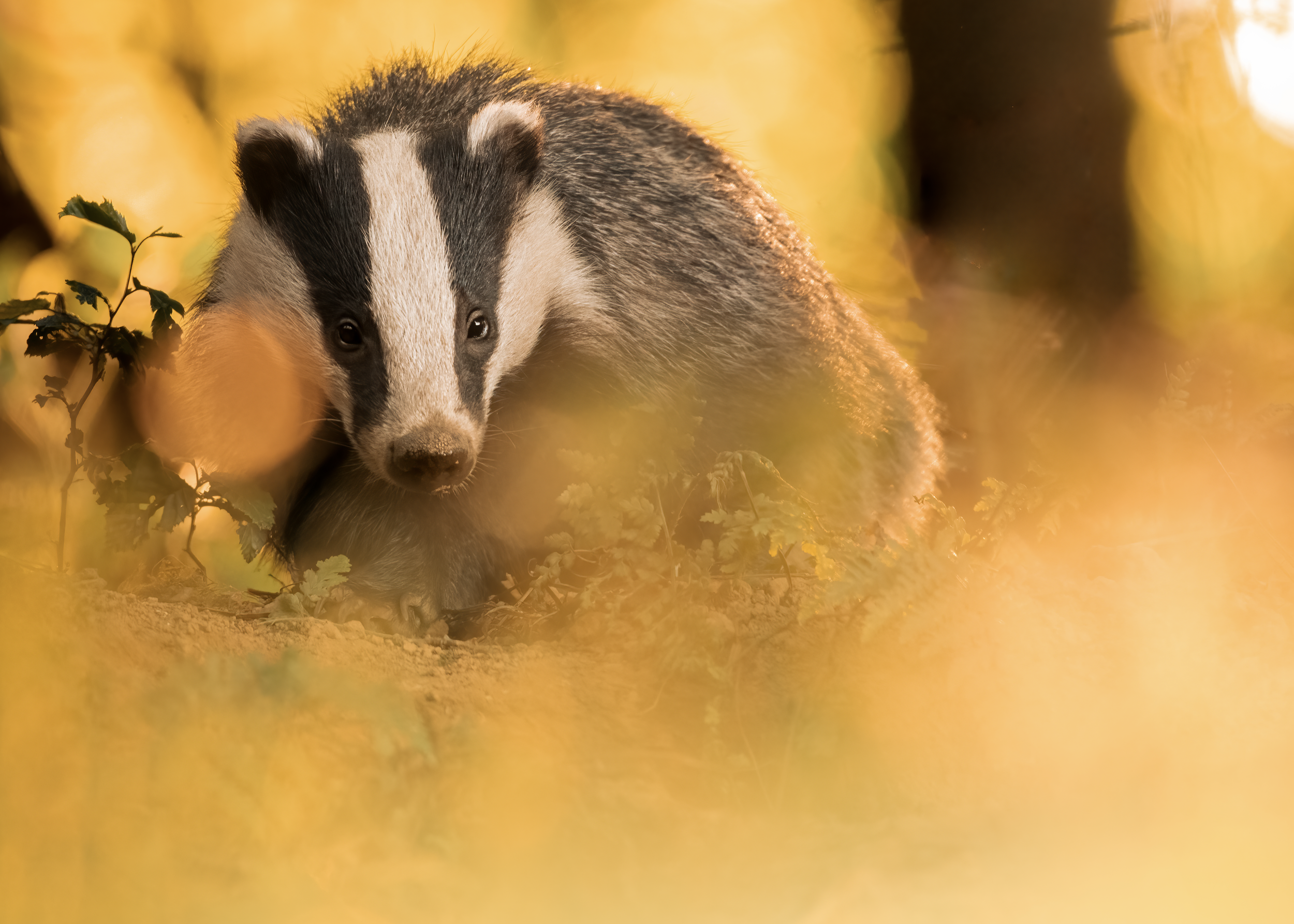 A close-up photograph of a young black and white European Badger in a natural setting surrounded by yellow leaves, with a blurred background and foreground.