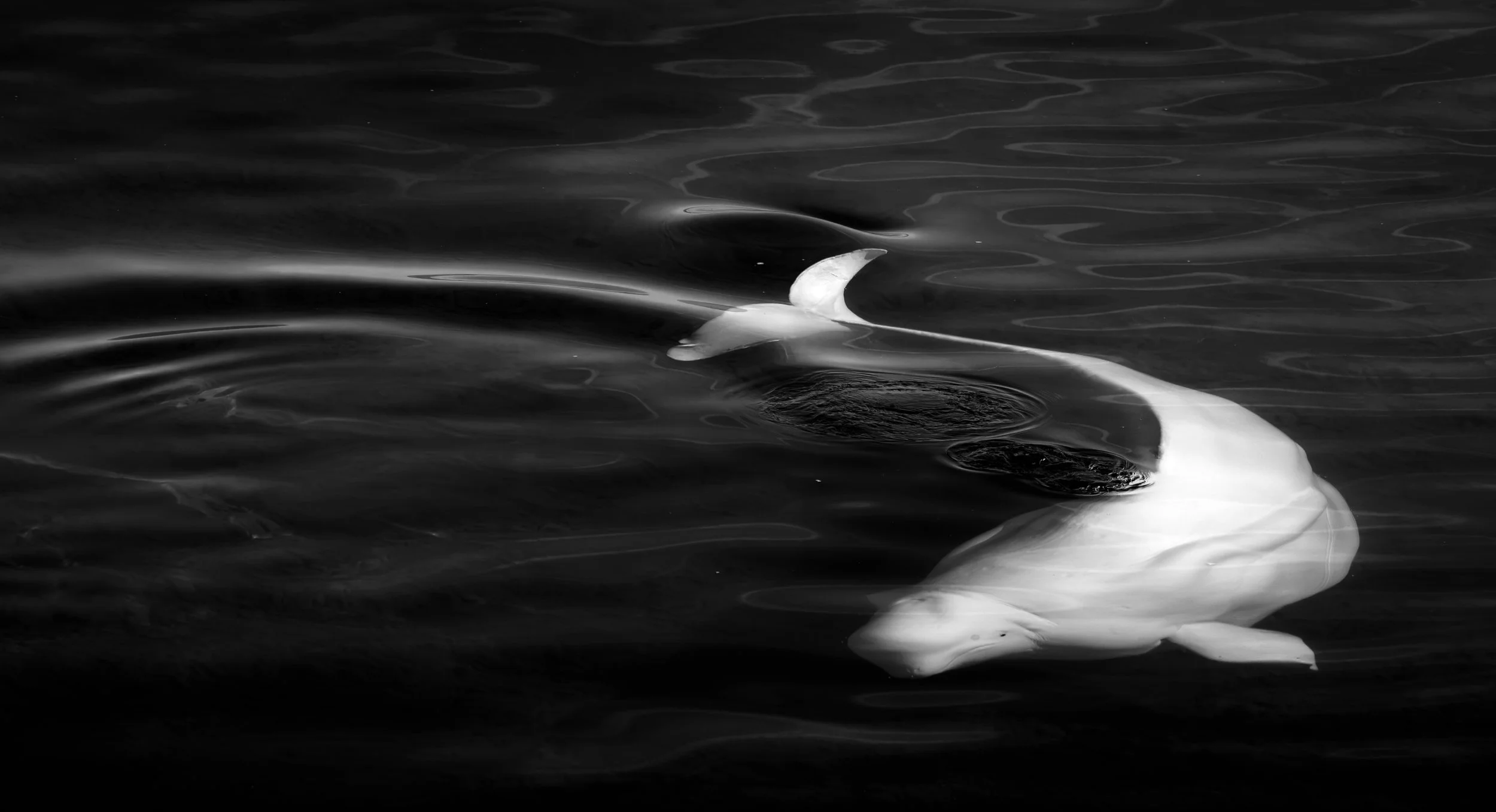 An abstract black and white photograph of a Beluga Whale swimming in the water, its head partially submerged and visible near the bottom right of the image.