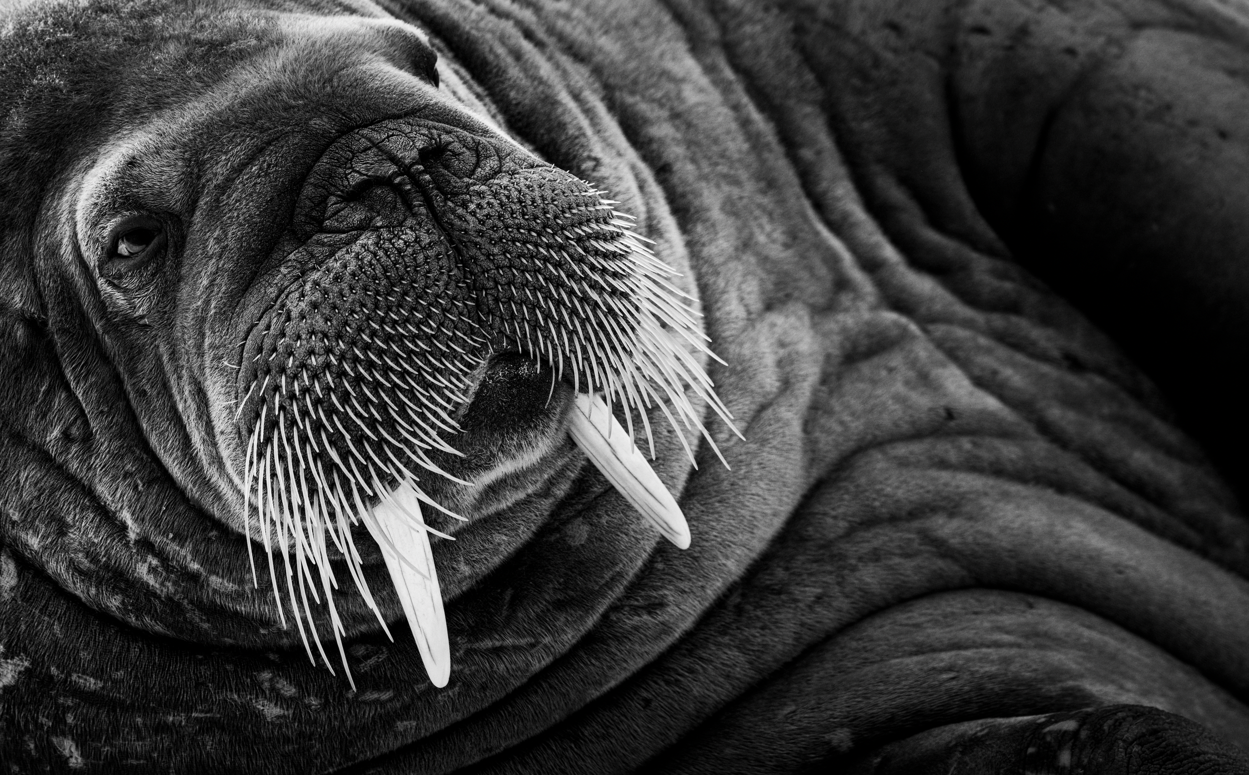 A close-up black and white photograph of a sleeping Walrus, focusing on its face and tusks, and the texture of its fatty ripples.