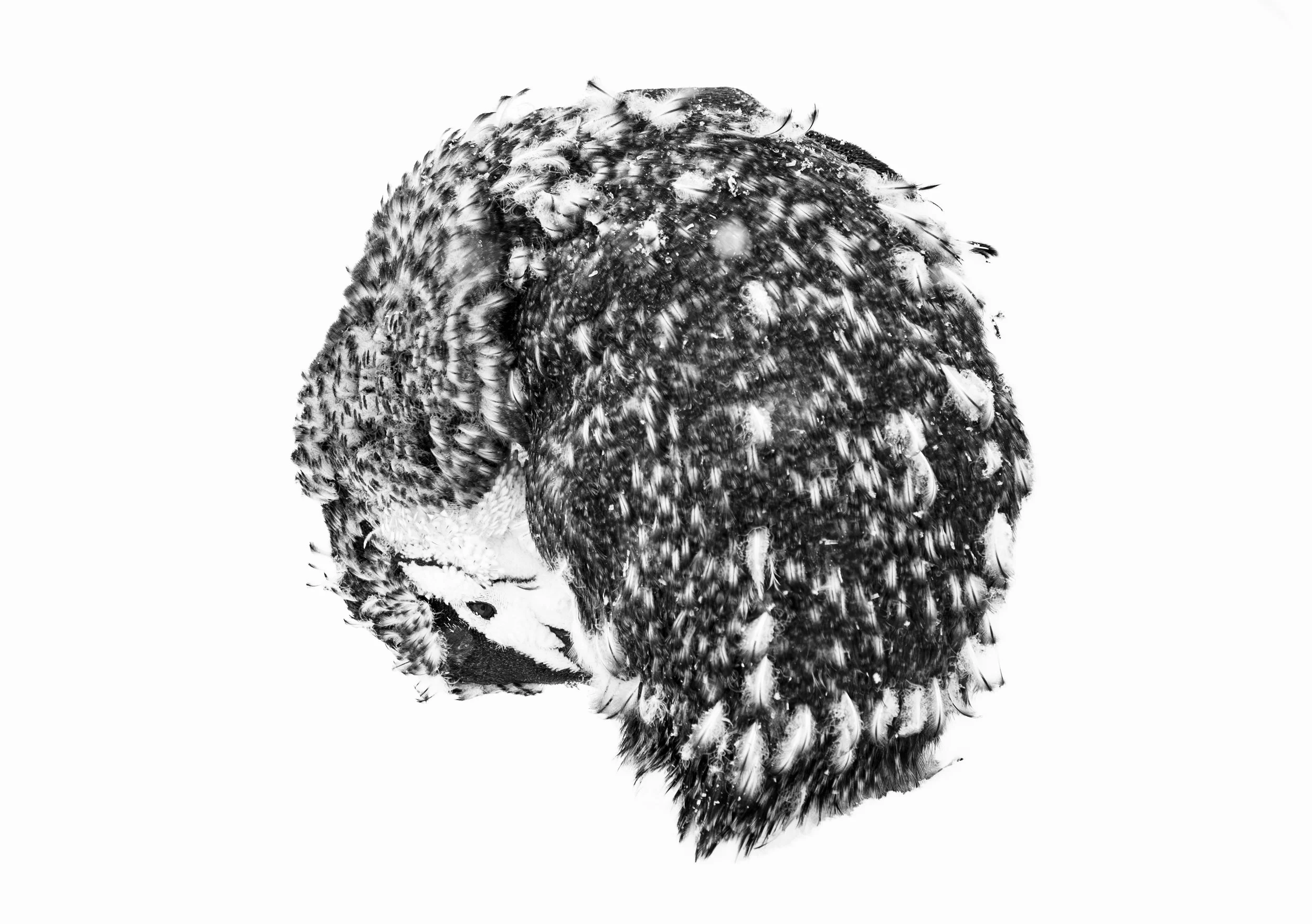 'Curled Against the Cold' - 

Curled against the Antarctic cold, a Chinstrap Penguin rests amid the beautiful disarray of its annual moult. Wisps of old plumage cling to its rounded form, while others surrender to the wind like tiny ghosts of a forme