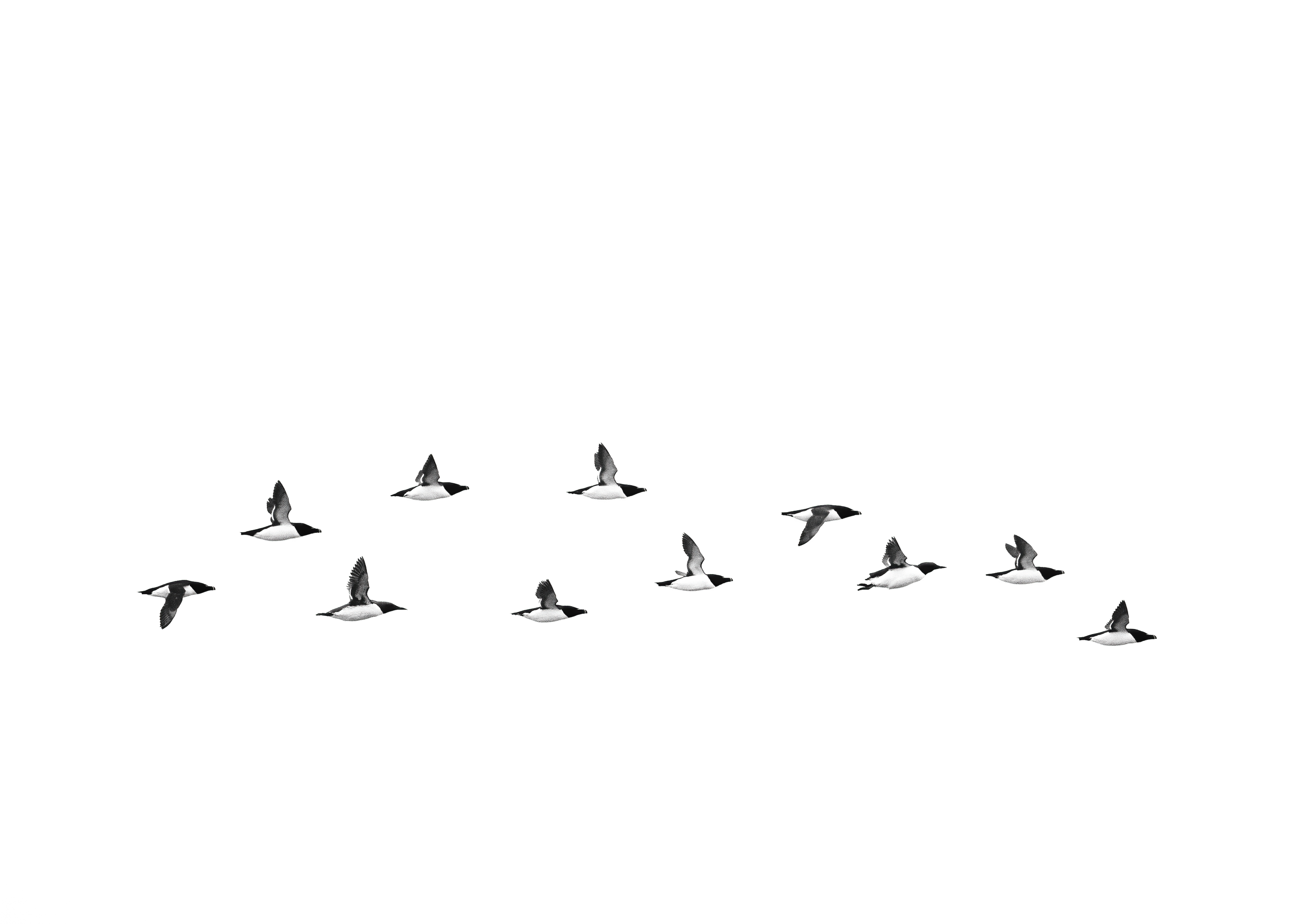 'Compass Home' - 

Across a boundless canvas of white, a gathering of Auks traces an invisible path towards home, their wings beating in an unspoken rhythm. Like markings upon an ancient mariner's chart, the birds draw compasses across the sky, guide