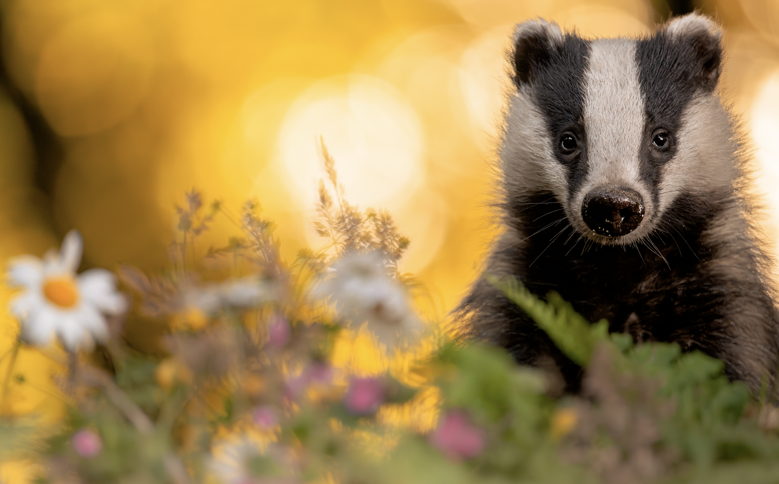 A photograph of a curious European Badger in a field of colourful wildflowers with a warm yellow background.